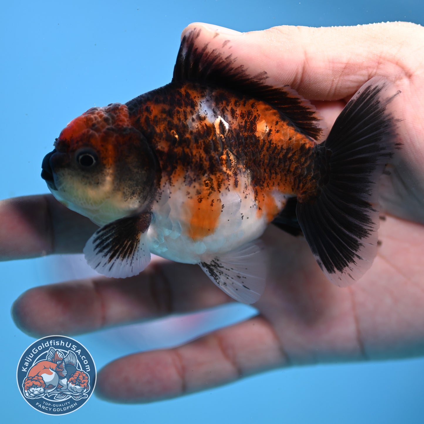 Juvenile Shogun Kirin Oranda 3 inch Body (251107_OR08)