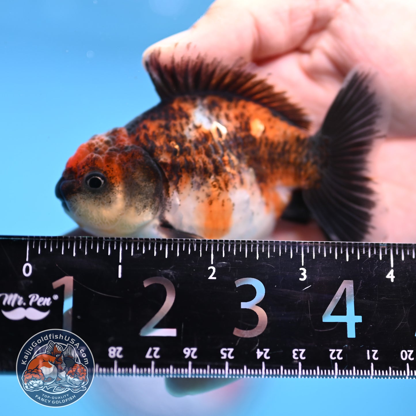Juvenile Shogun Kirin Oranda 3 inch Body (251107_OR08)