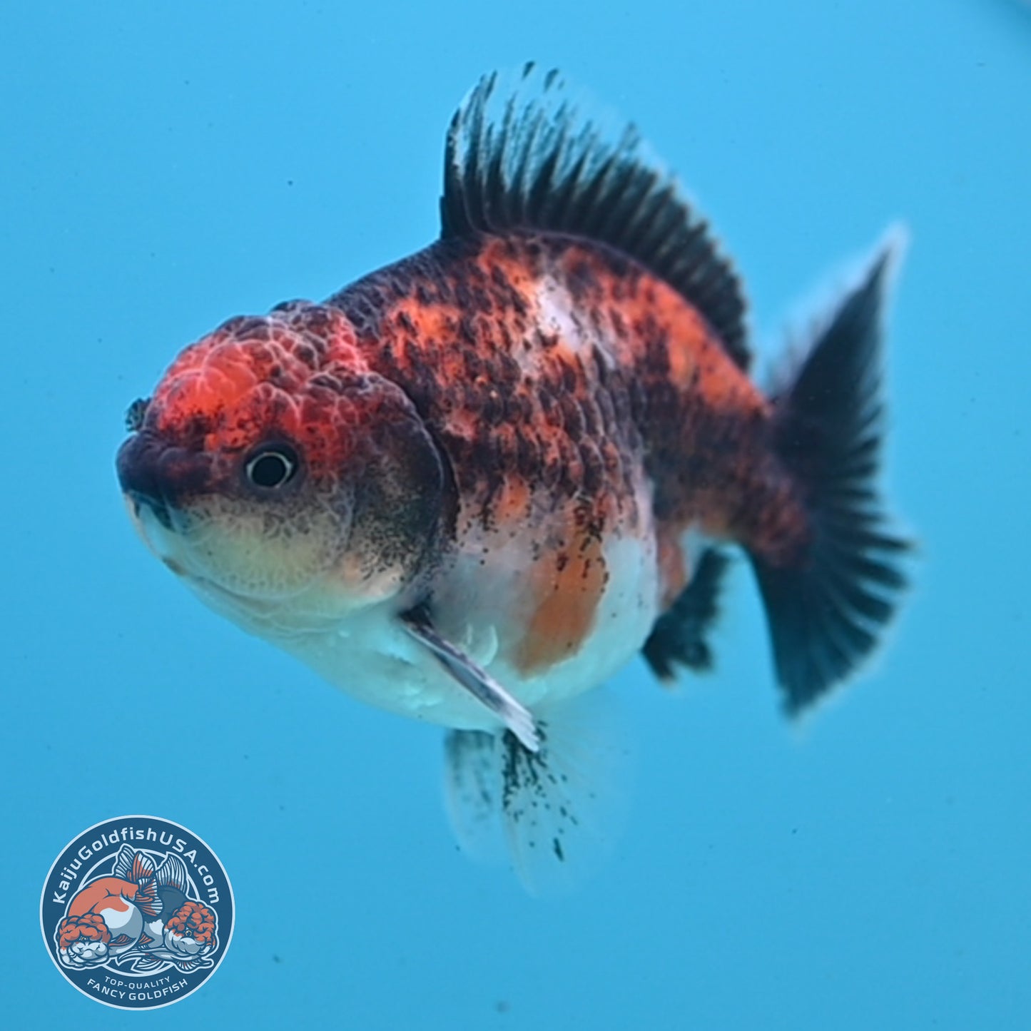 Juvenile Shogun Kirin Oranda 3 inch Body (251107_OR08)