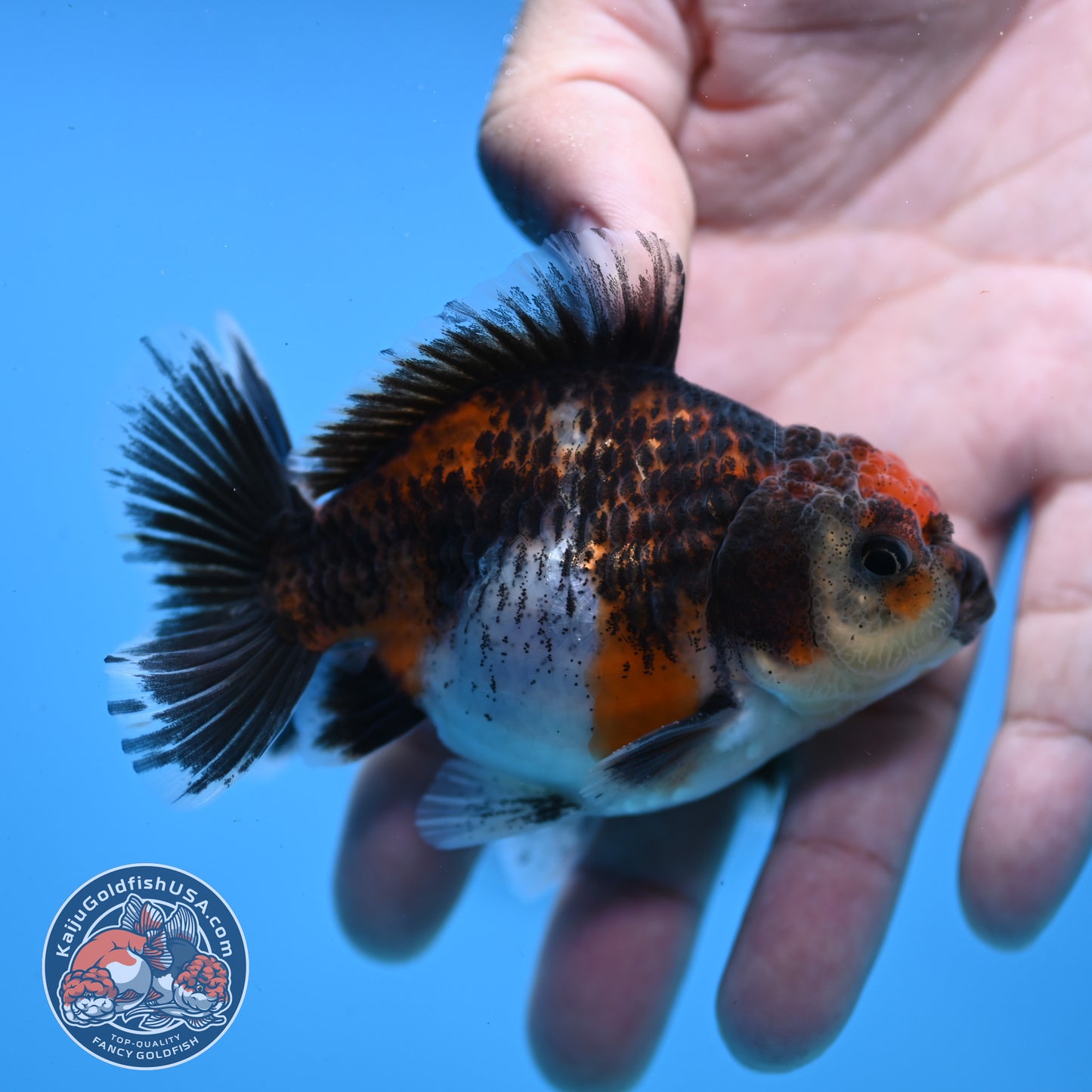 Juvenile Shogun Kirin Oranda 3 inch Body (251107_OR08)