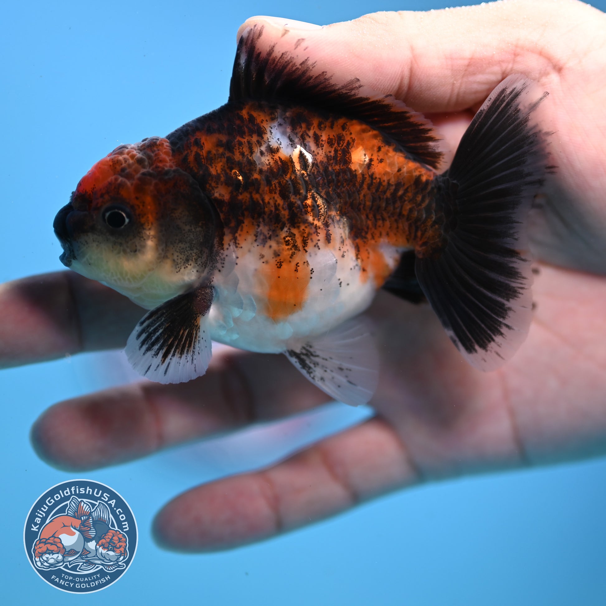 Juvenile Shogun Kirin Oranda 3 inch Body (251107_OR08)