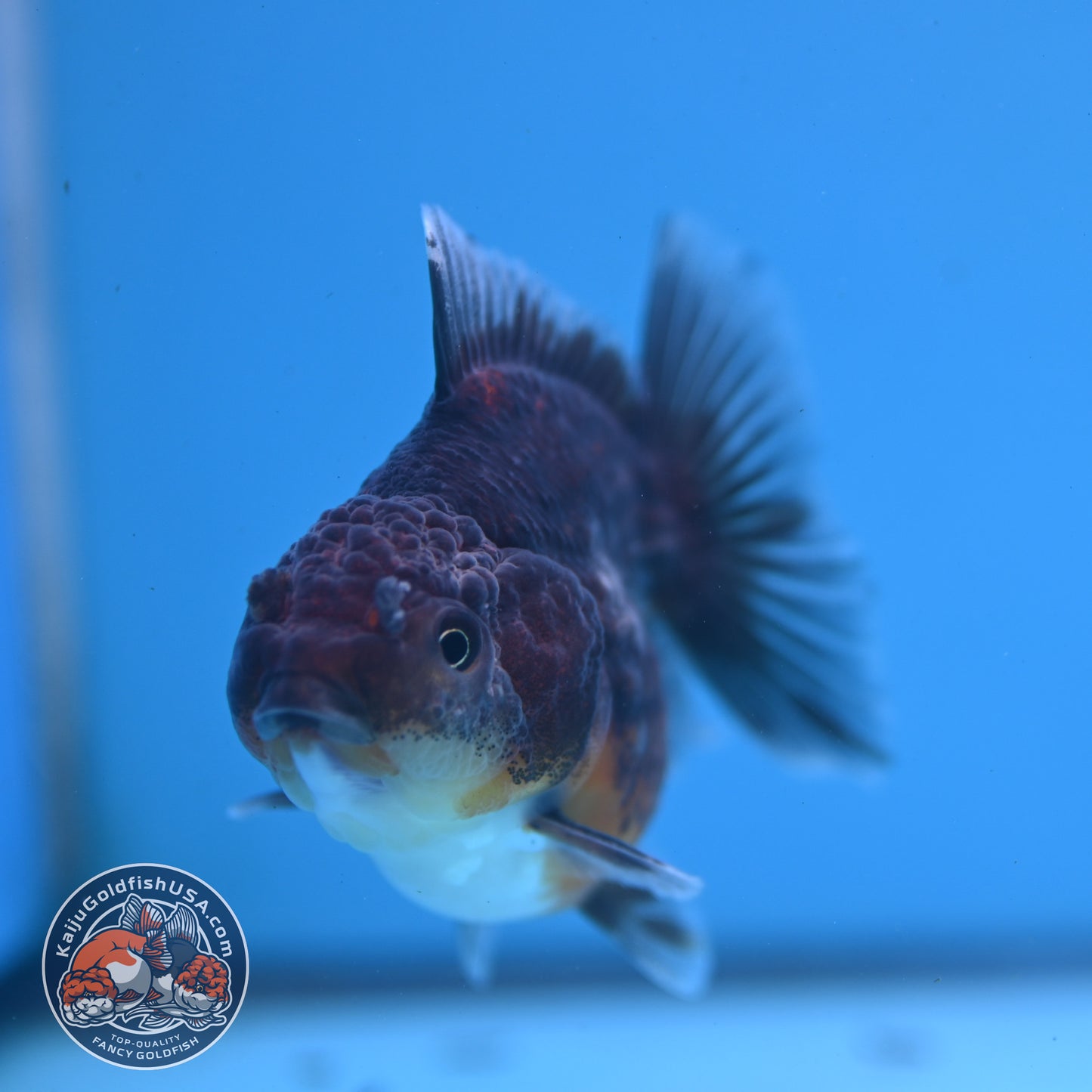 Juvenile Shogun Kirin Oranda 3 inch Body (251107_OR09)