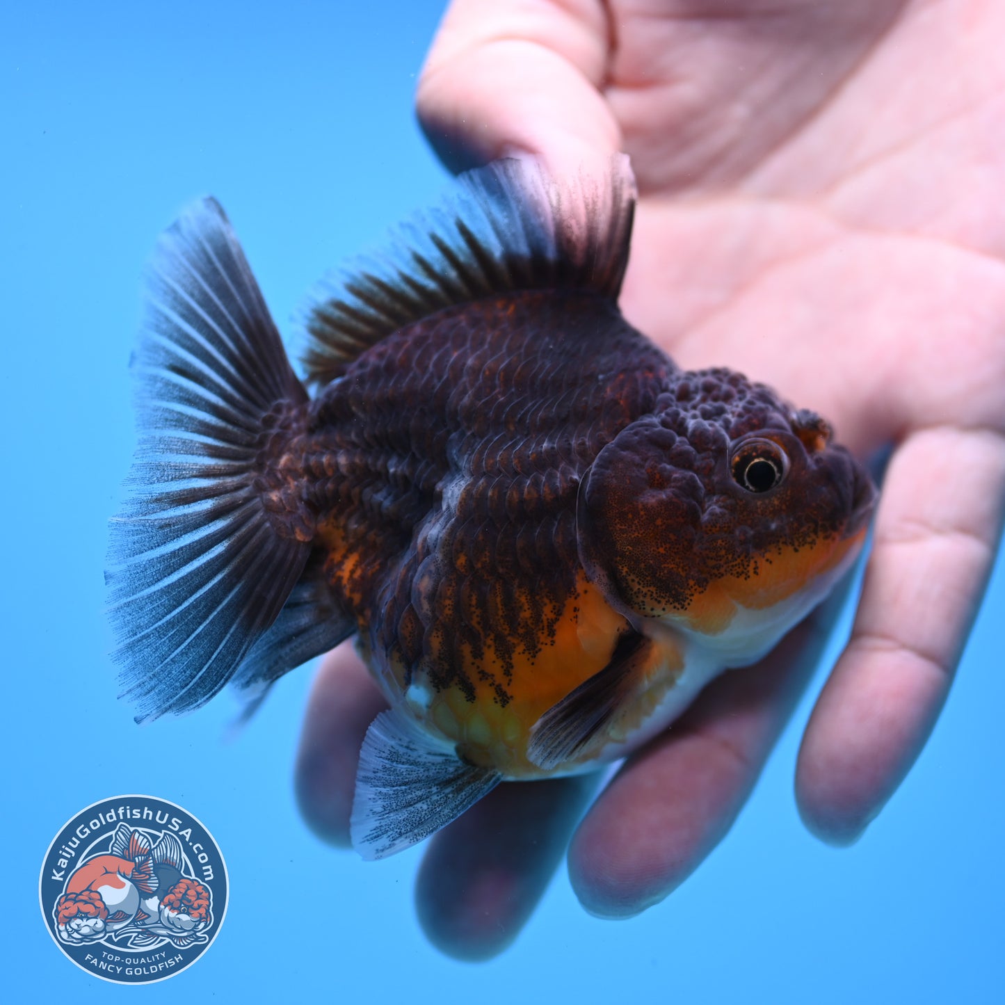Juvenile Shogun Kirin Oranda 3 inch Body (251107_OR09)