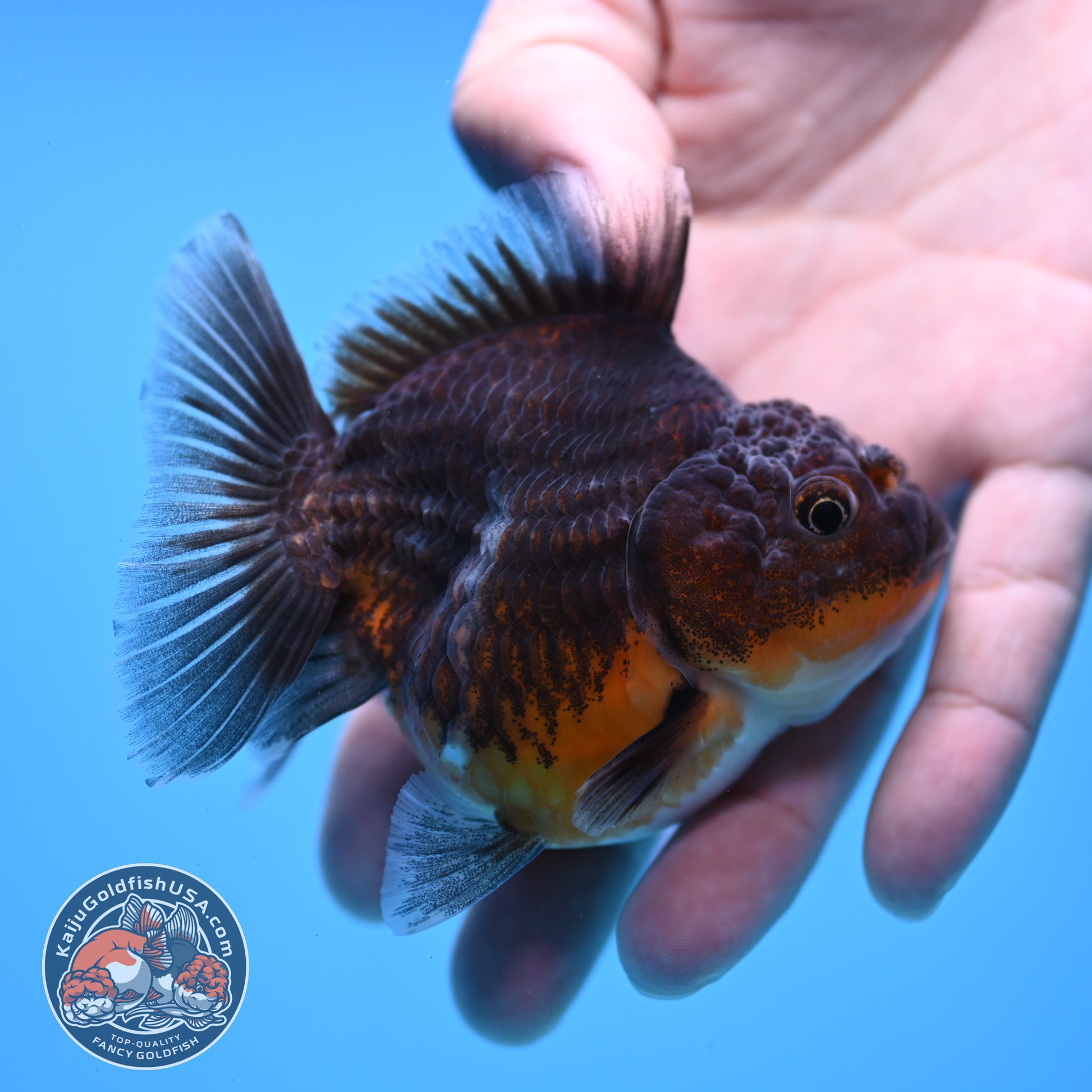 Juvenile Shogun Kirin Oranda 3 inch Body (251107_OR09)