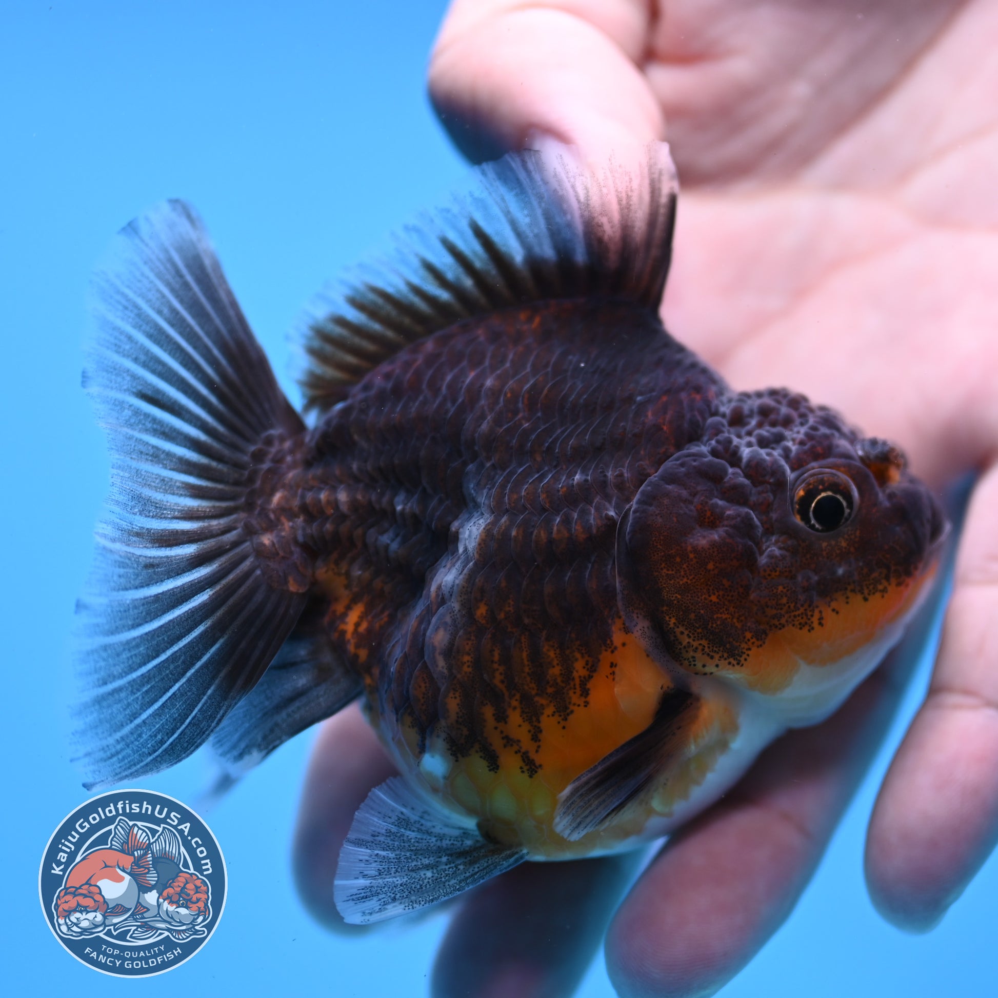 Juvenile Shogun Kirin Oranda 3 inch Body (251107_OR09)