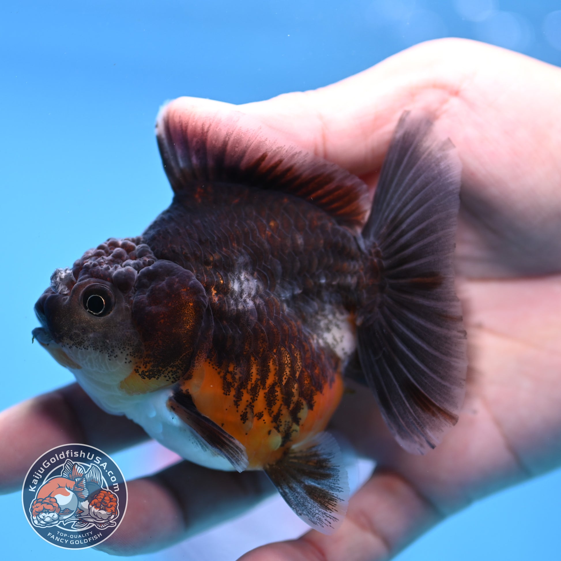Juvenile Shogun Kirin Oranda 3 inch Body (251107_OR09)