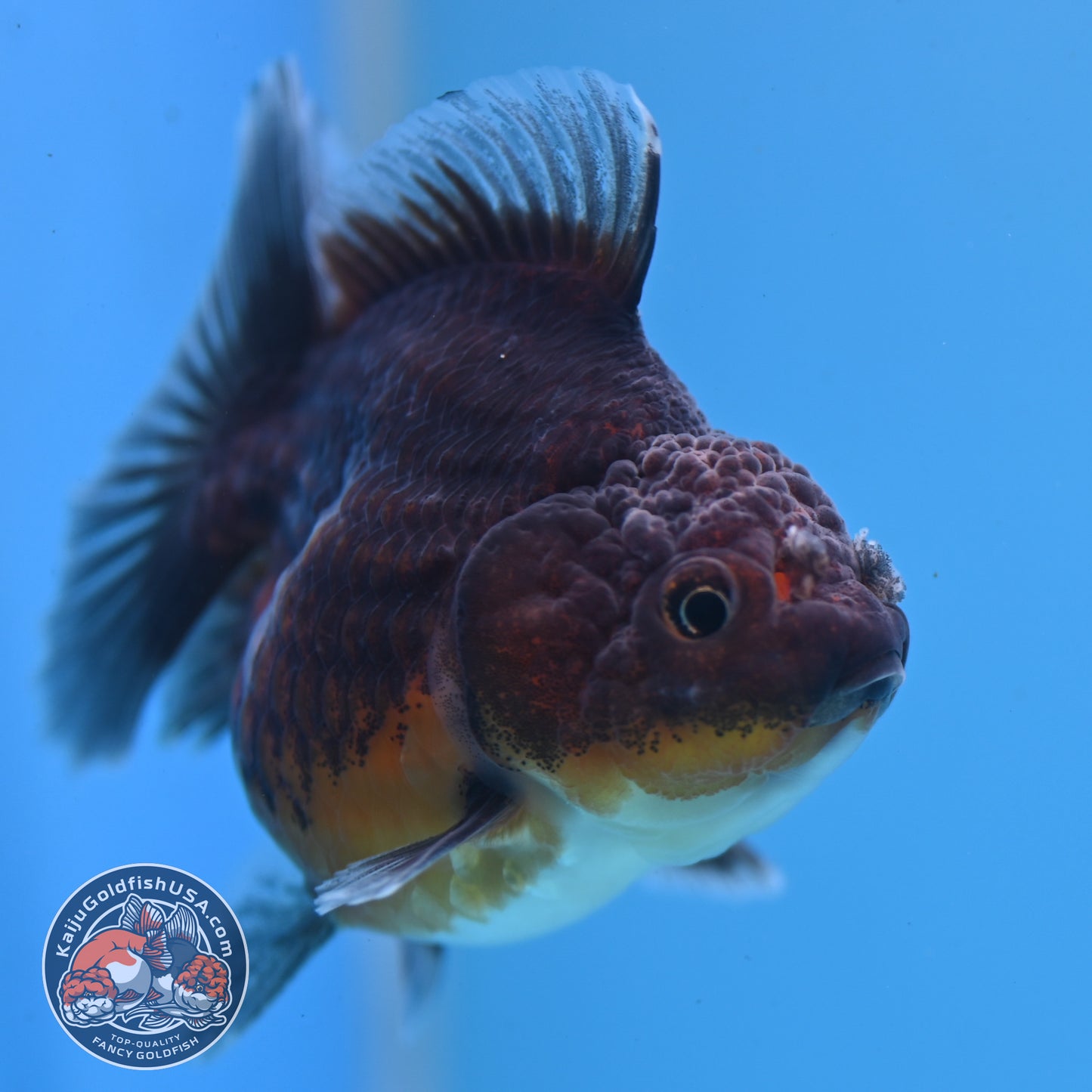 Juvenile Shogun Kirin Oranda 3 inch Body (251107_OR09)