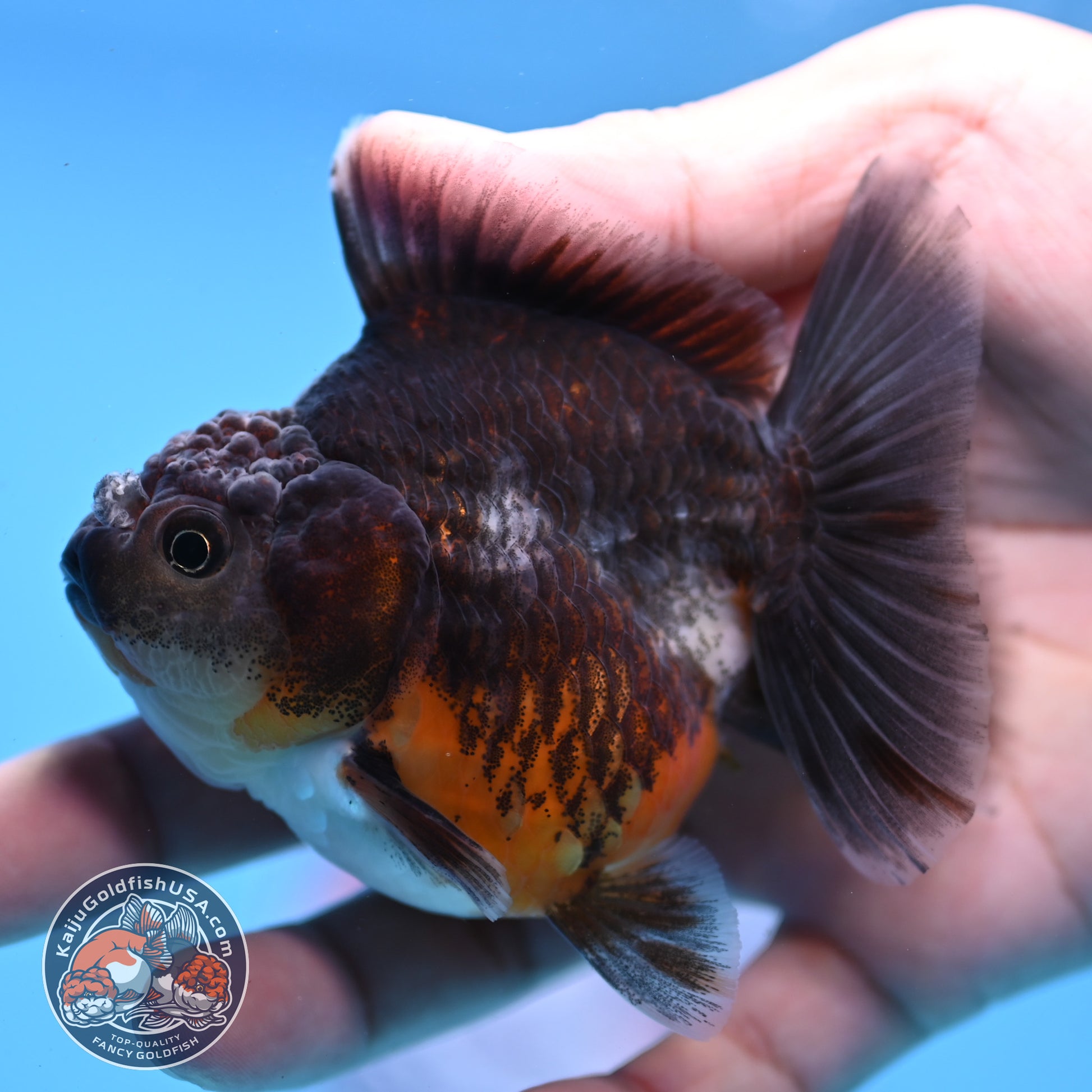 Juvenile Shogun Kirin Oranda 3 inch Body (251107_OR09)