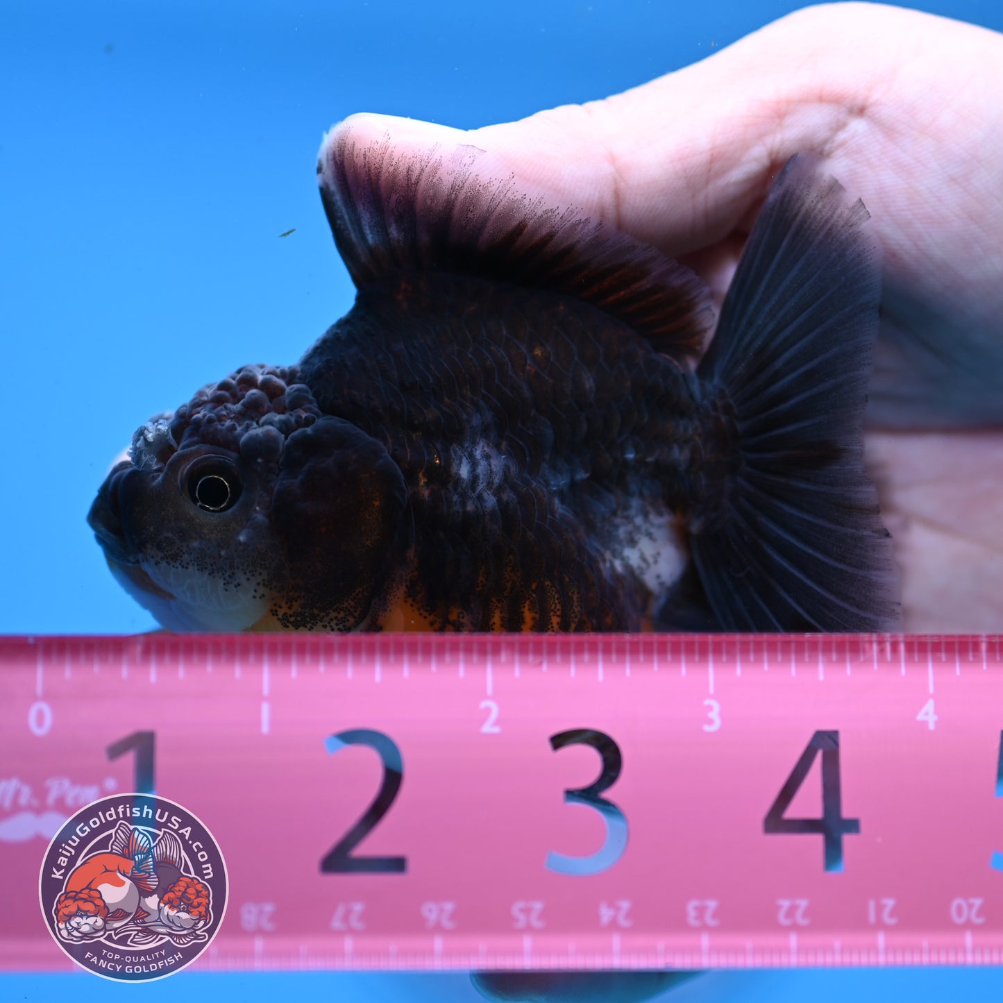 Juvenile Shogun Kirin Oranda 3 inch Body (251107_OR09)
