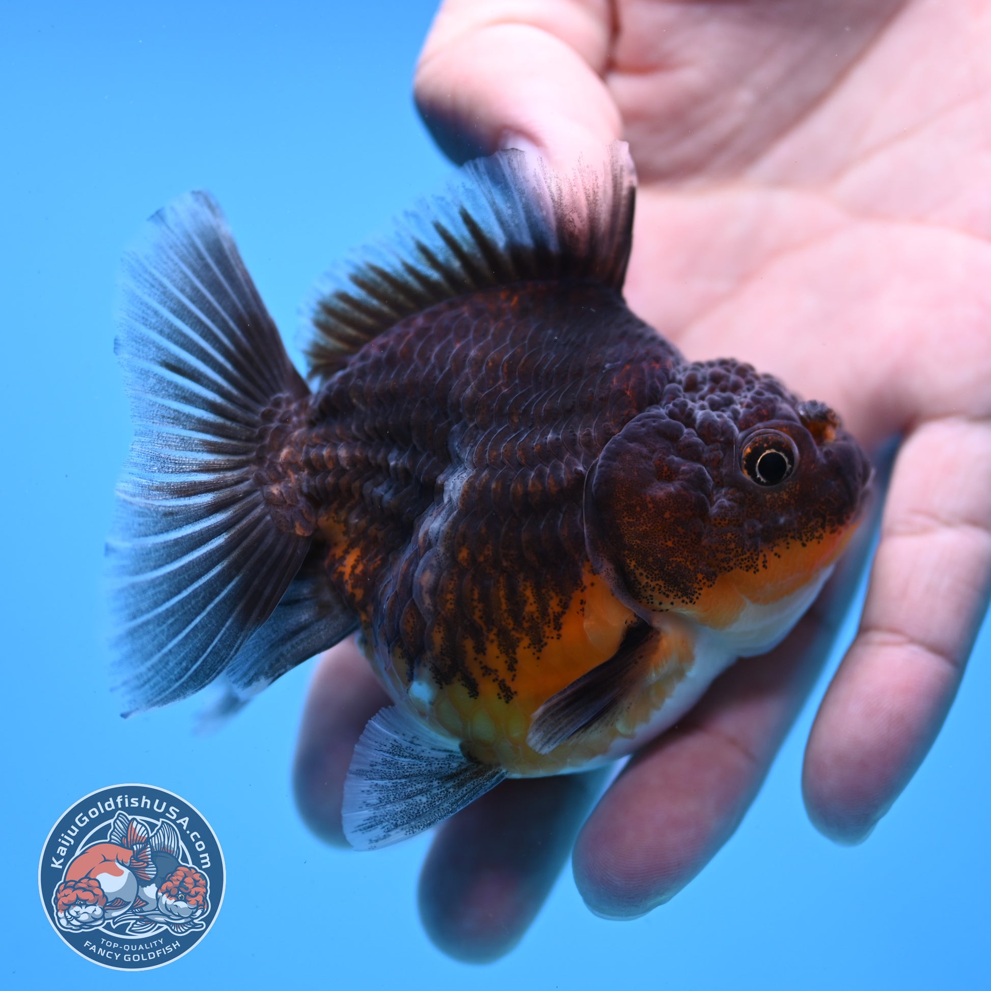 Juvenile Shogun Kirin Oranda 3 inch Body (251107_OR09)
