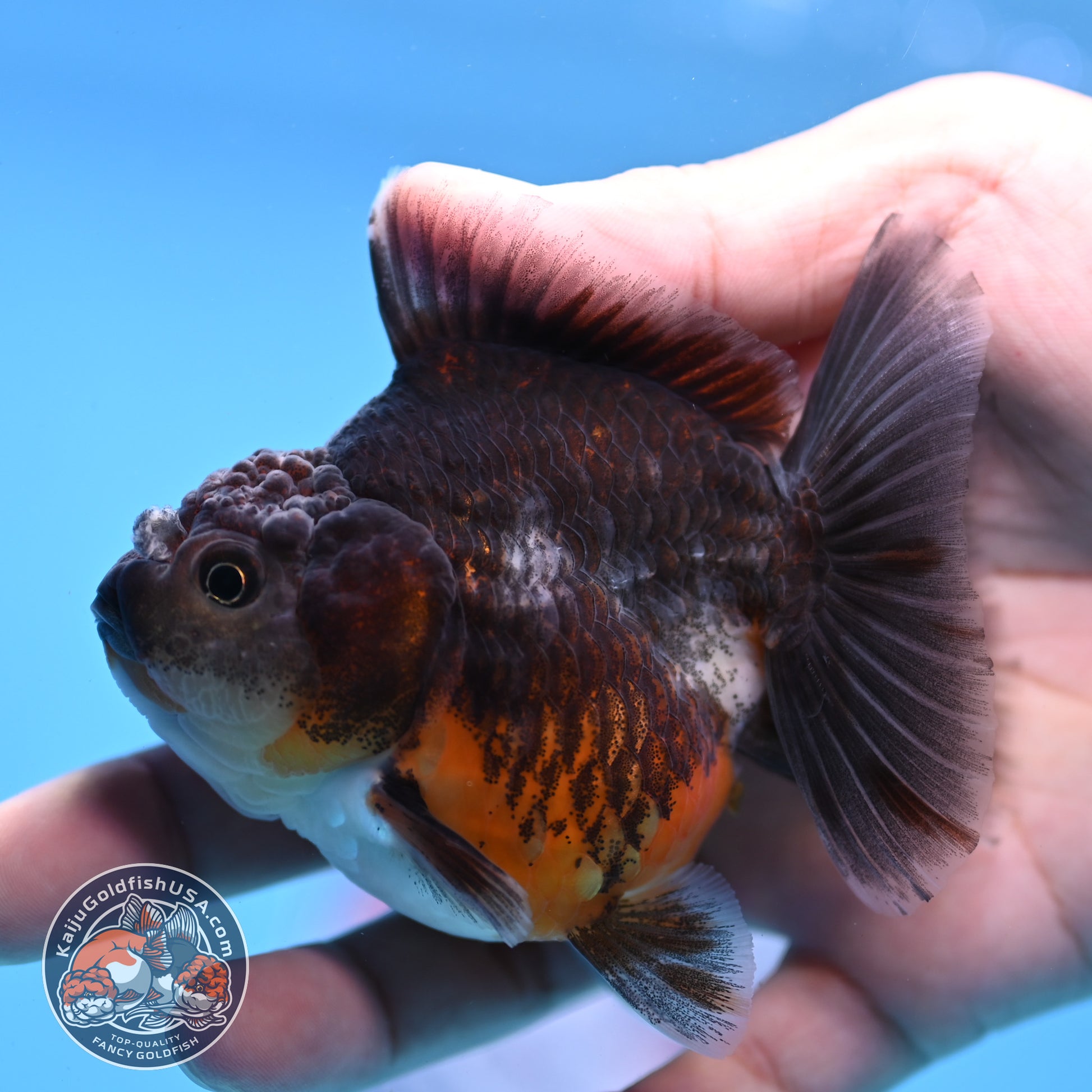 Juvenile Shogun Kirin Oranda 3 inch Body (251107_OR09)