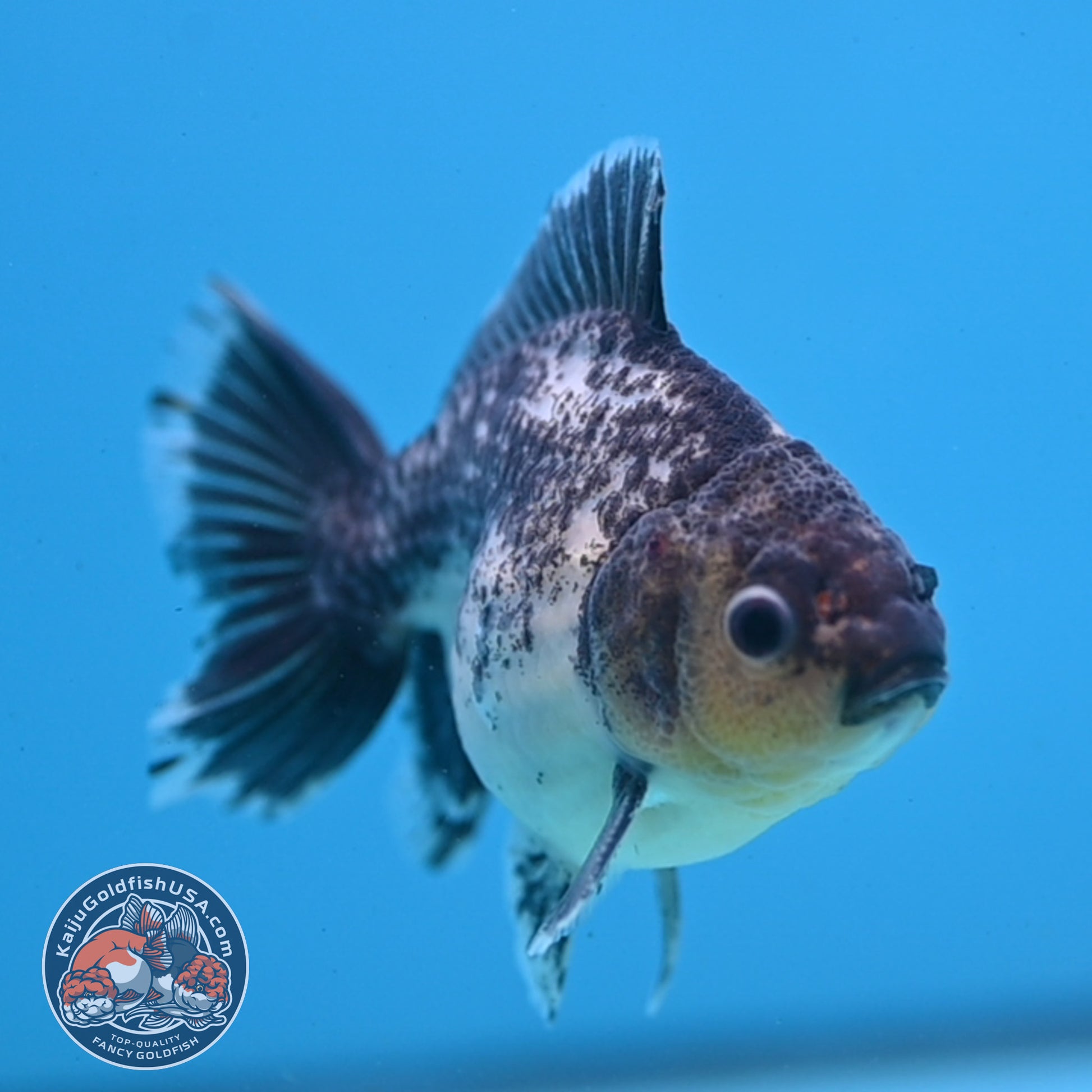 Juvenile Shogun Kirin Oranda 3.5 inch Body (251107_OR10)