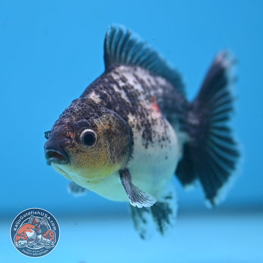 Juvenile Shogun Kirin Oranda 3.5 inch Body (251107_OR10)