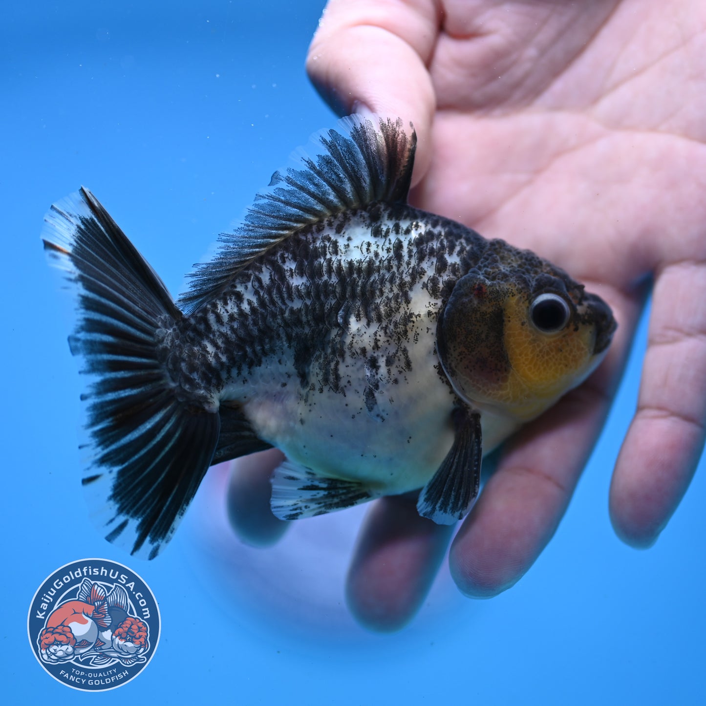 Juvenile Shogun Kirin Oranda 3.5 inch Body (251107_OR10)