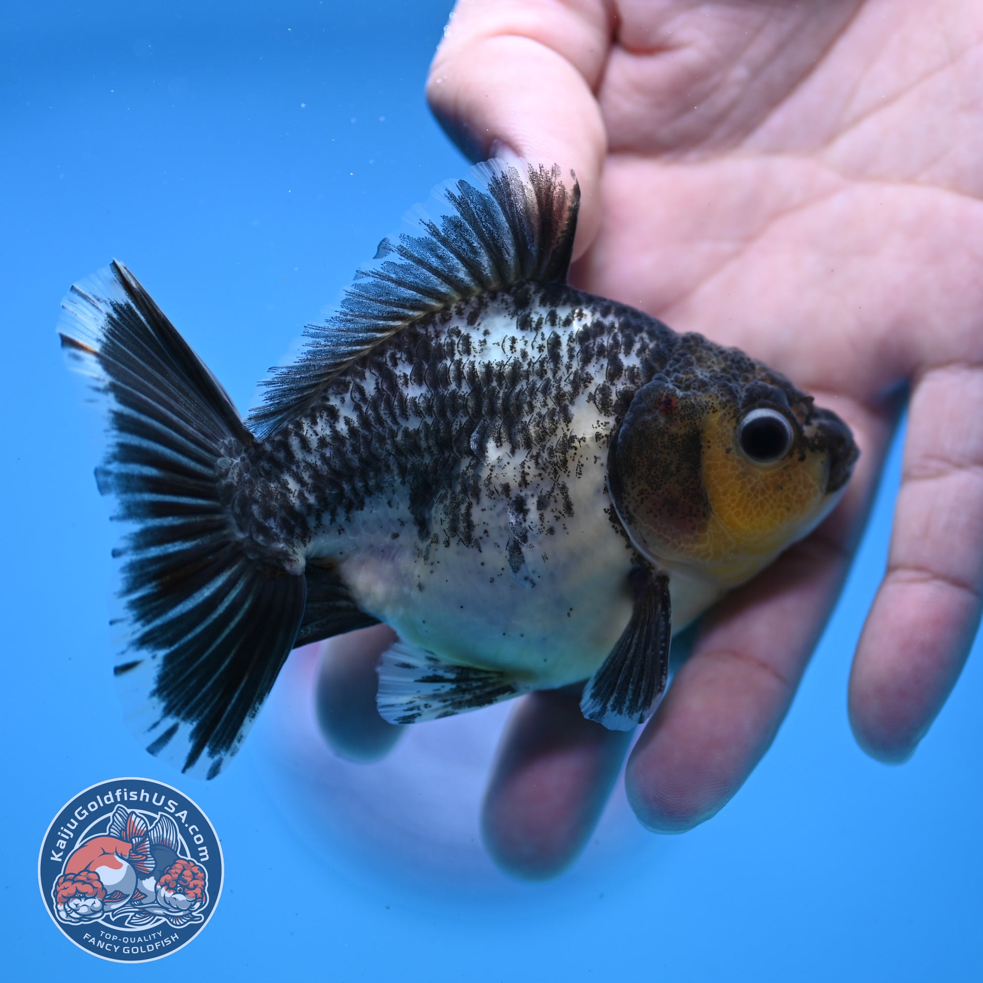 Juvenile Shogun Kirin Oranda 3.5 inch Body (251107_OR10)