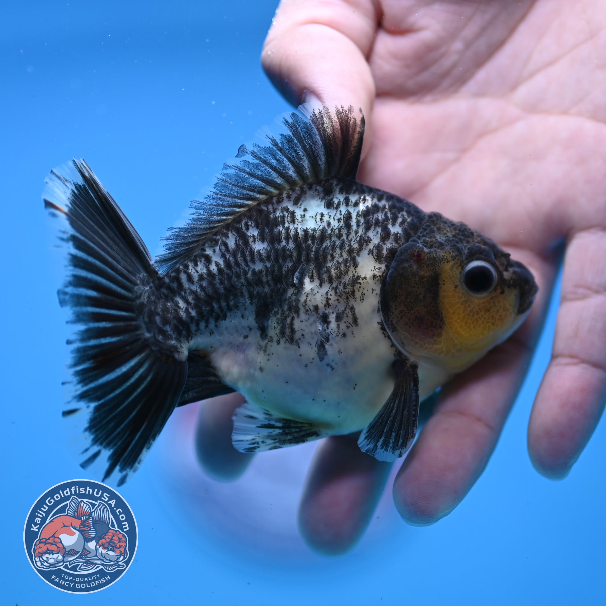 Juvenile Shogun Kirin Oranda 3.5 inch Body (251107_OR10)