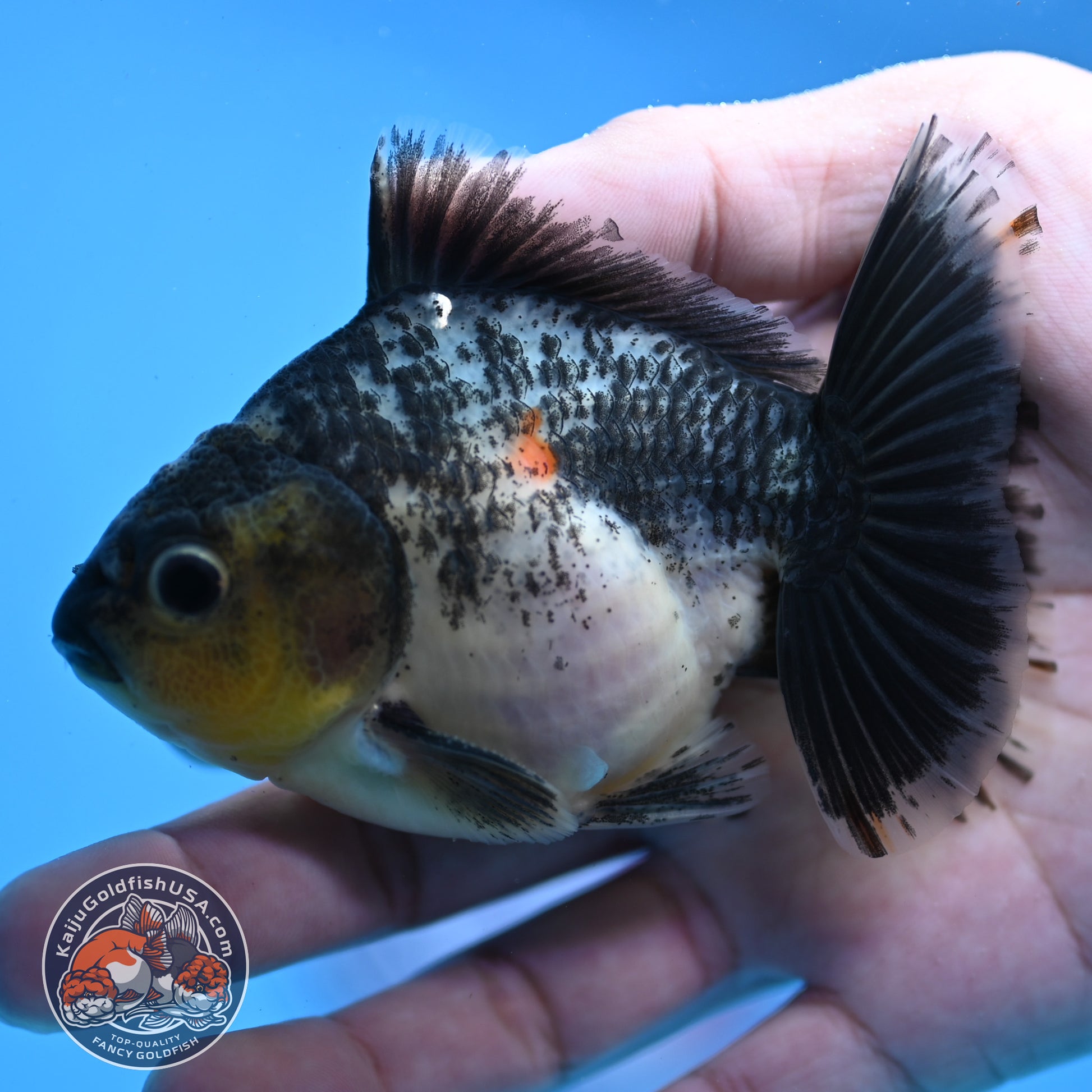 Juvenile Shogun Kirin Oranda 3.5 inch Body (251107_OR10)