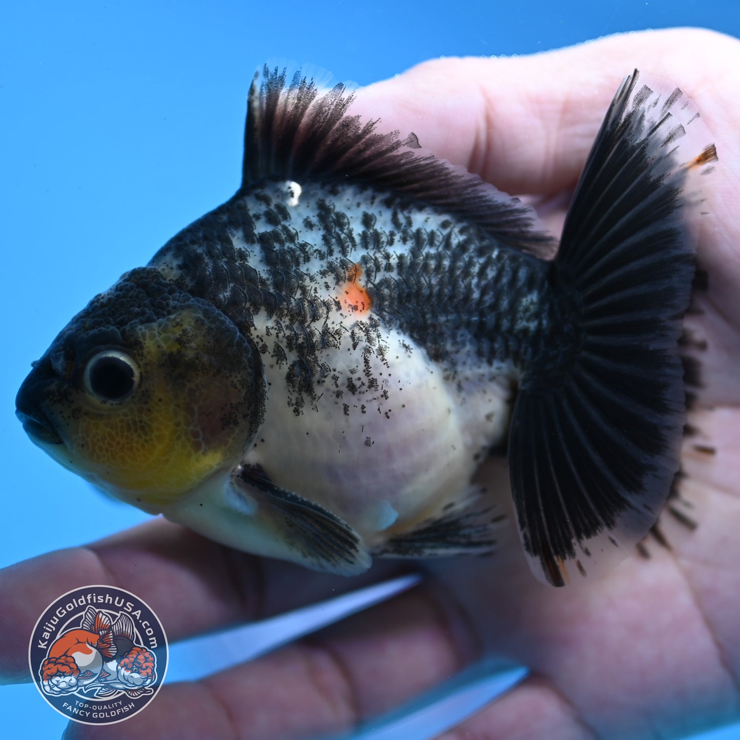 Juvenile Shogun Kirin Oranda 3.5 inch Body (251107_OR10)