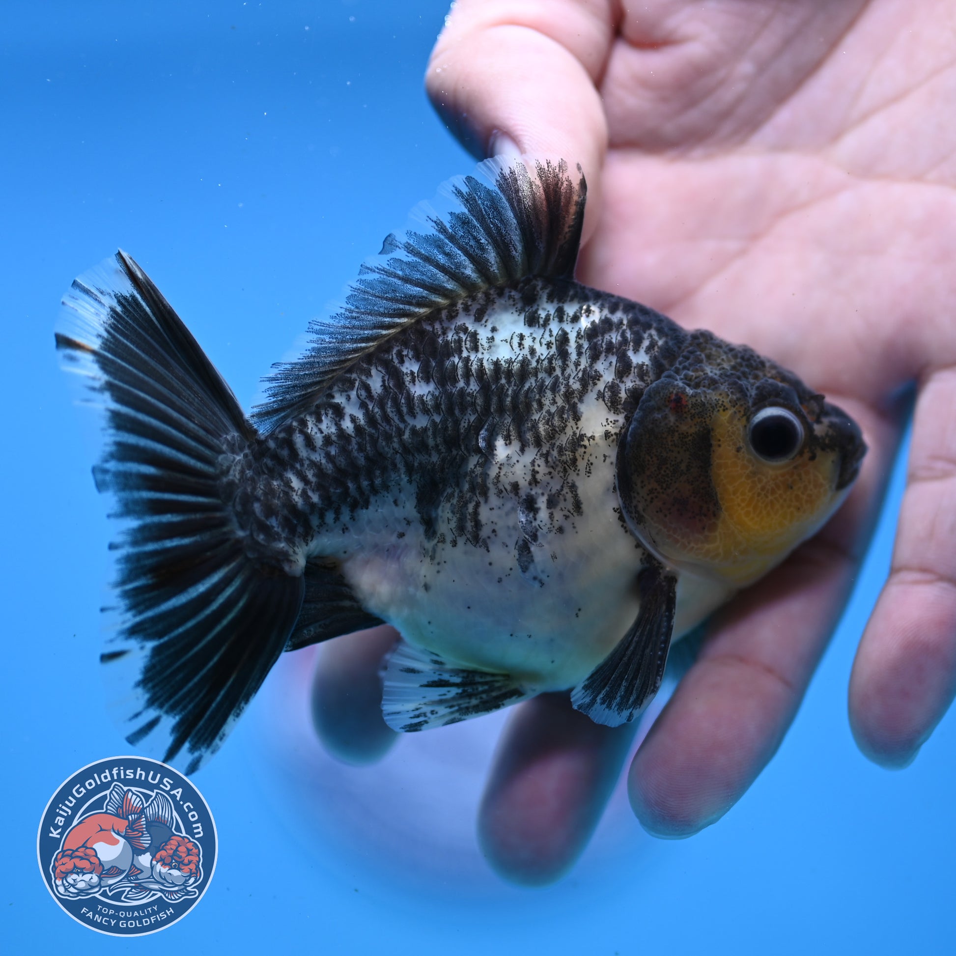 Juvenile Shogun Kirin Oranda 3.5 inch Body (251107_OR10)