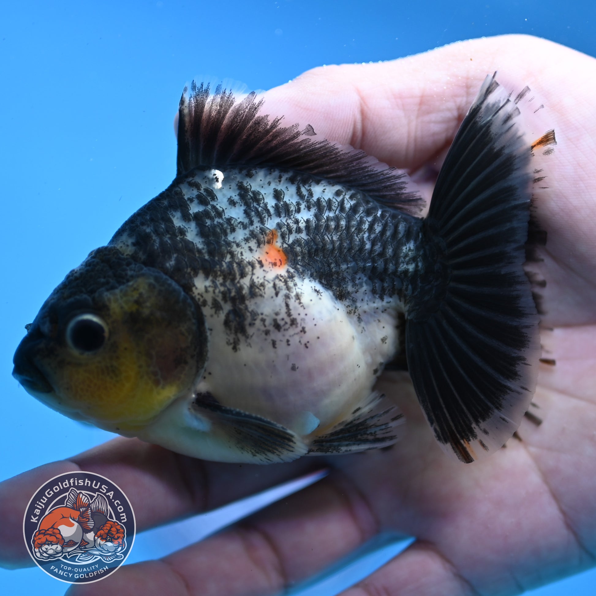Juvenile Shogun Kirin Oranda 3.5 inch Body (251107_OR10)