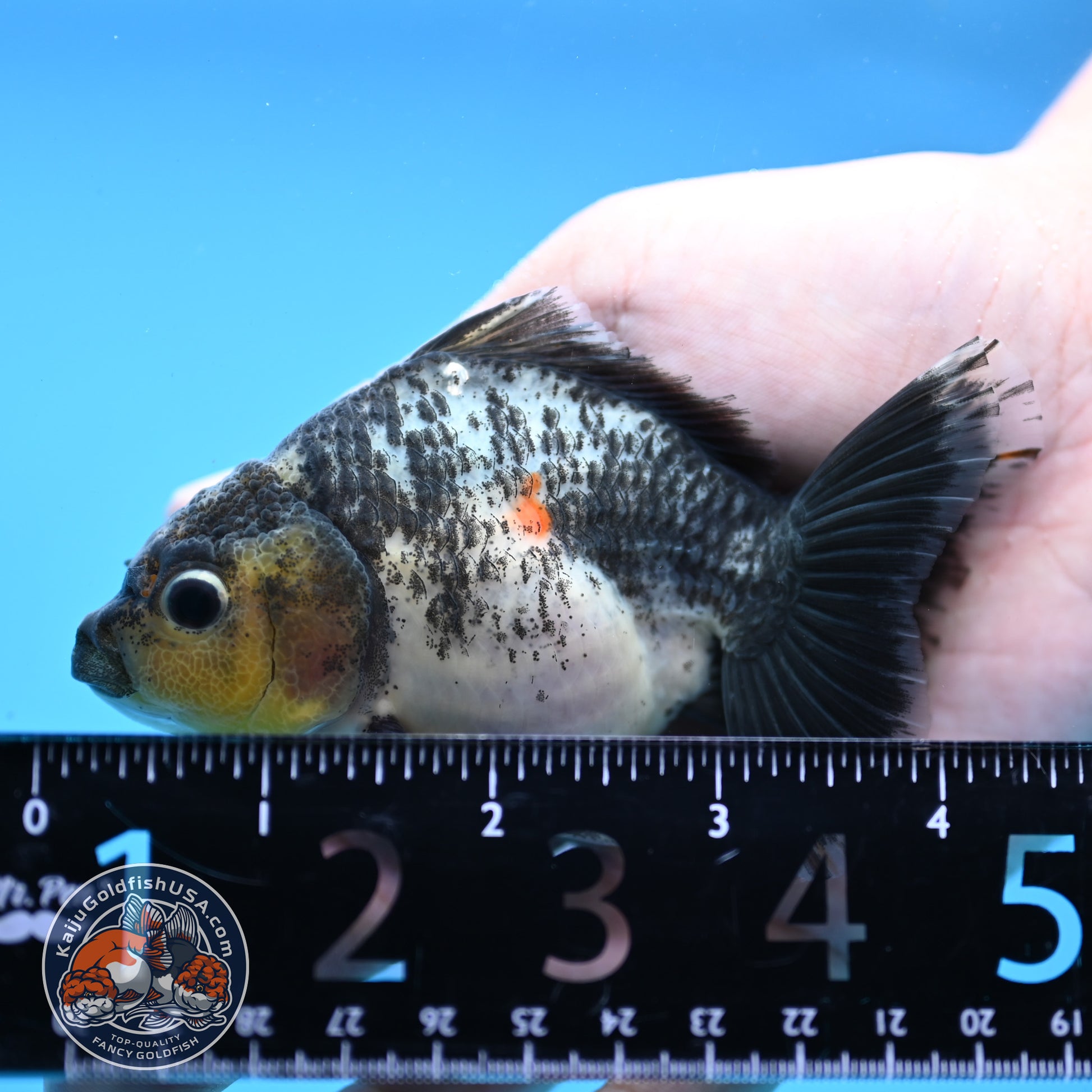 Juvenile Shogun Kirin Oranda 3.5 inch Body (251107_OR10)