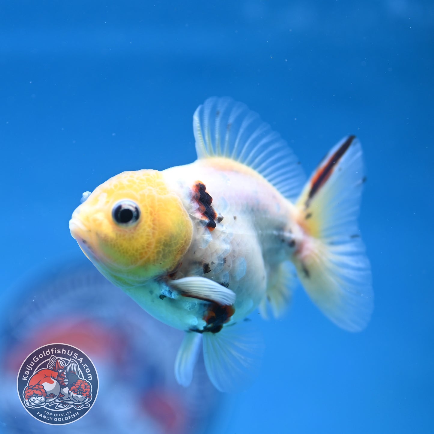 Juvenile Shogun Lemon Head Oranda 2.8 inch Body (251121_OR24)