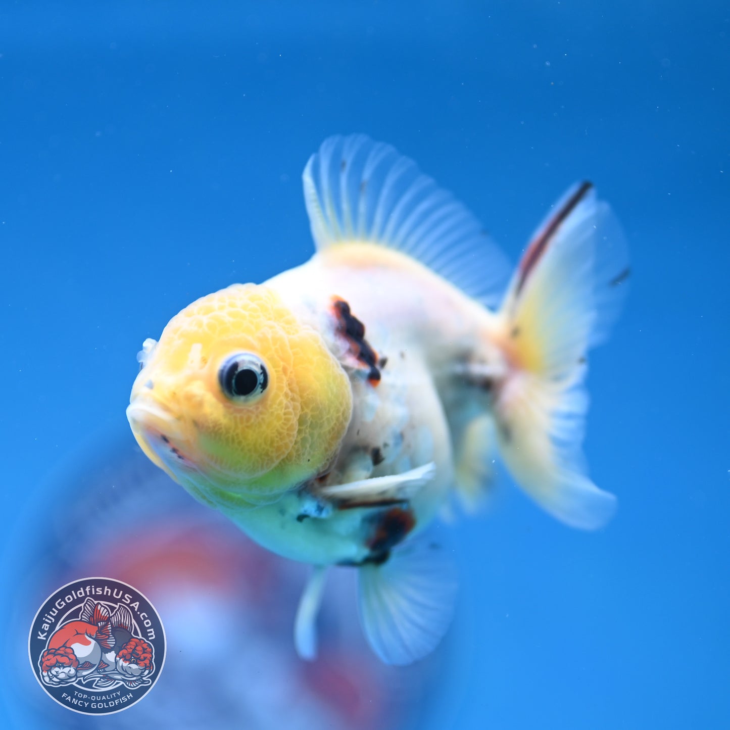Juvenile Shogun Lemon Head Oranda 2.8 inch Body (251121_OR24)