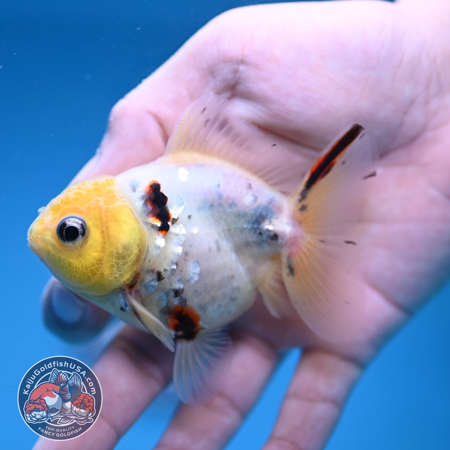 Juvenile Shogun Lemon Head Oranda 2.8 inch Body (251121_OR24)