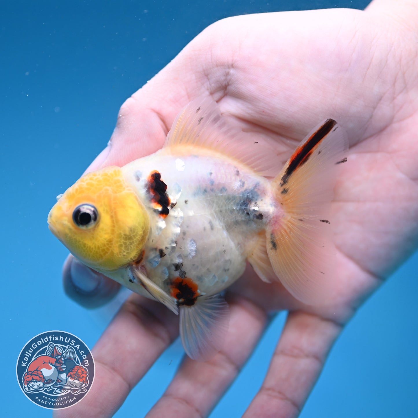 Juvenile Shogun Lemon Head Oranda 2.8 inch Body (251121_OR24)