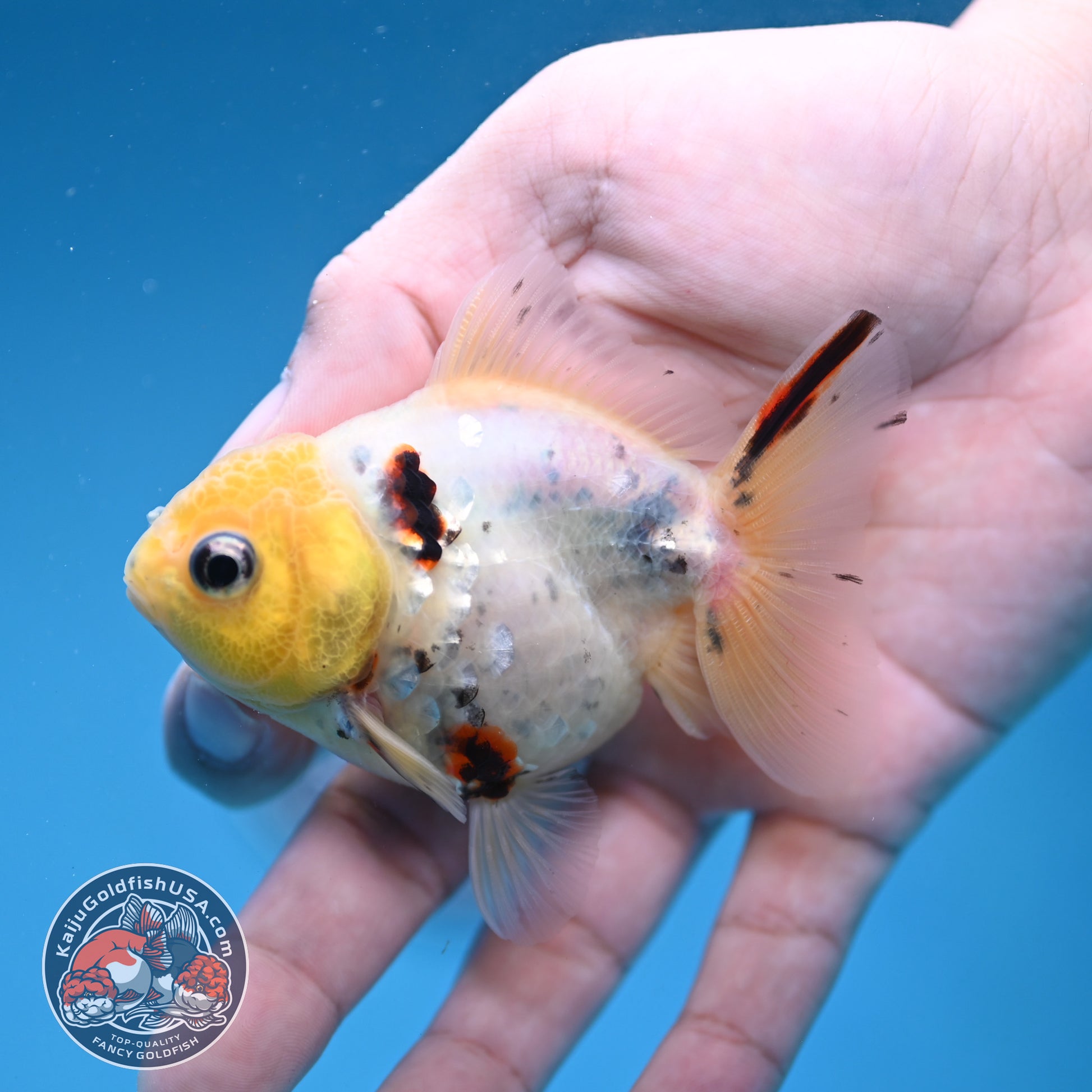 Juvenile Shogun Lemon Head Oranda 2.8 inch Body (251121_OR24)