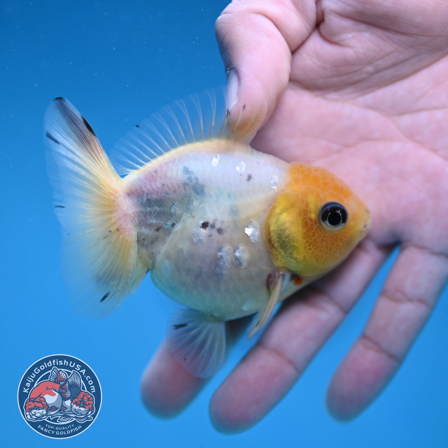 Juvenile Shogun Lemon Head Oranda 2.8 inch Body (251121_OR24)