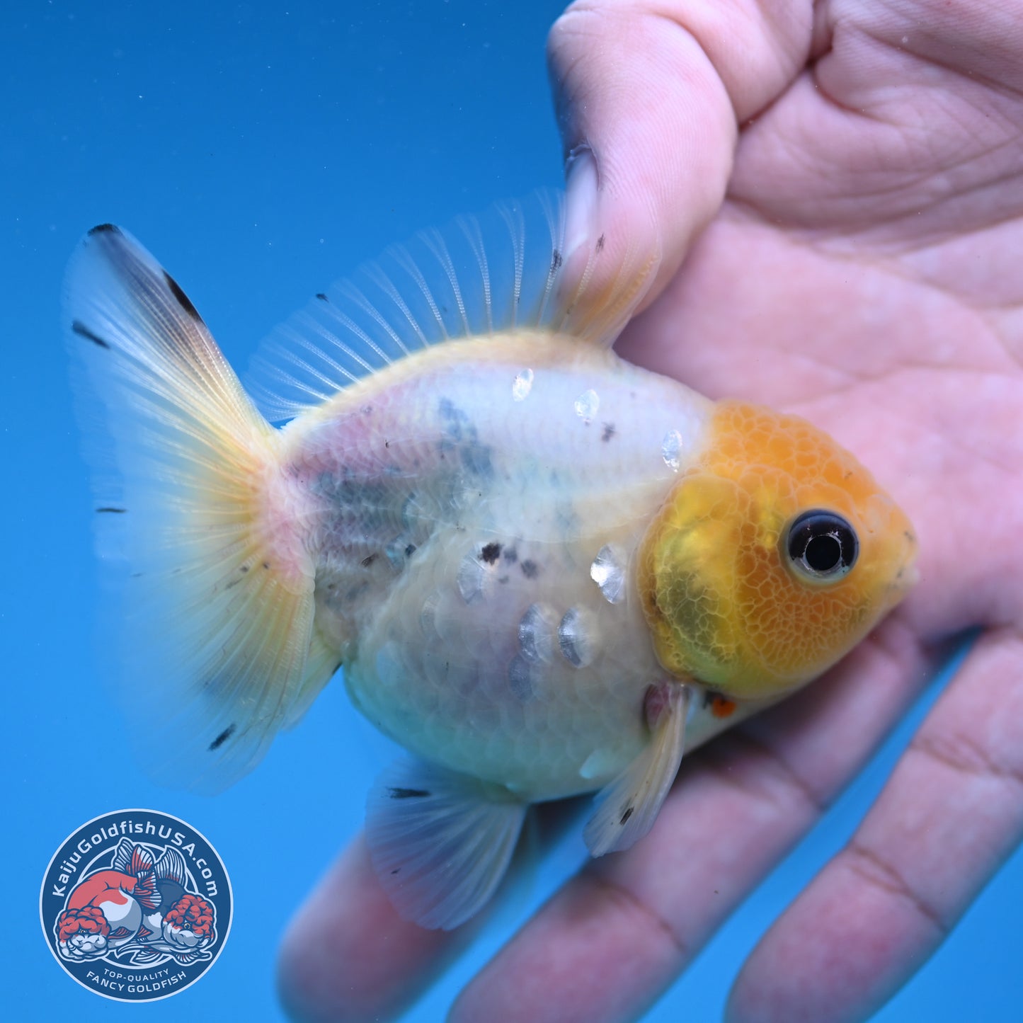 Juvenile Shogun Lemon Head Oranda 2.8 inch Body (251121_OR24)