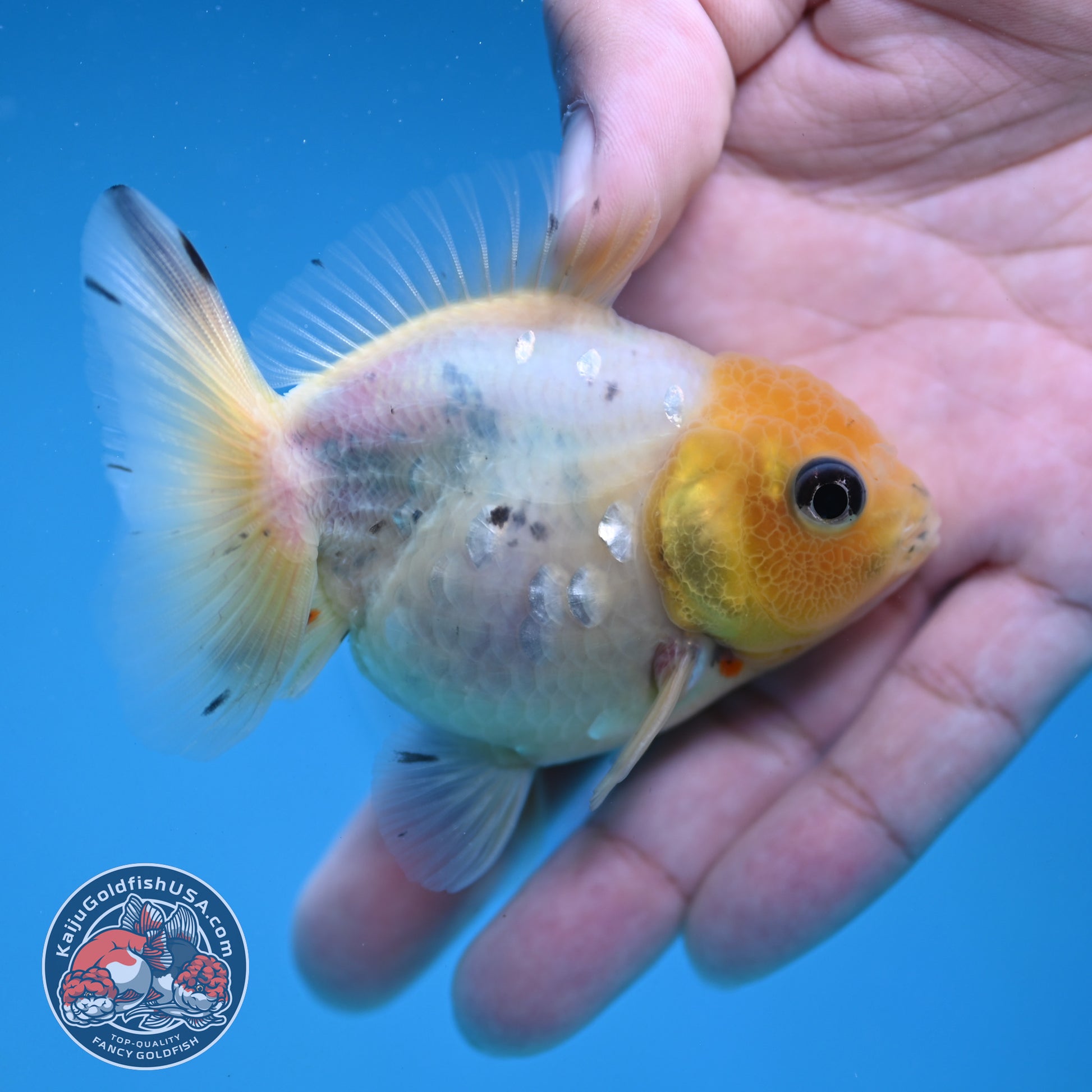 Juvenile Shogun Lemon Head Oranda 2.8 inch Body (251121_OR24)