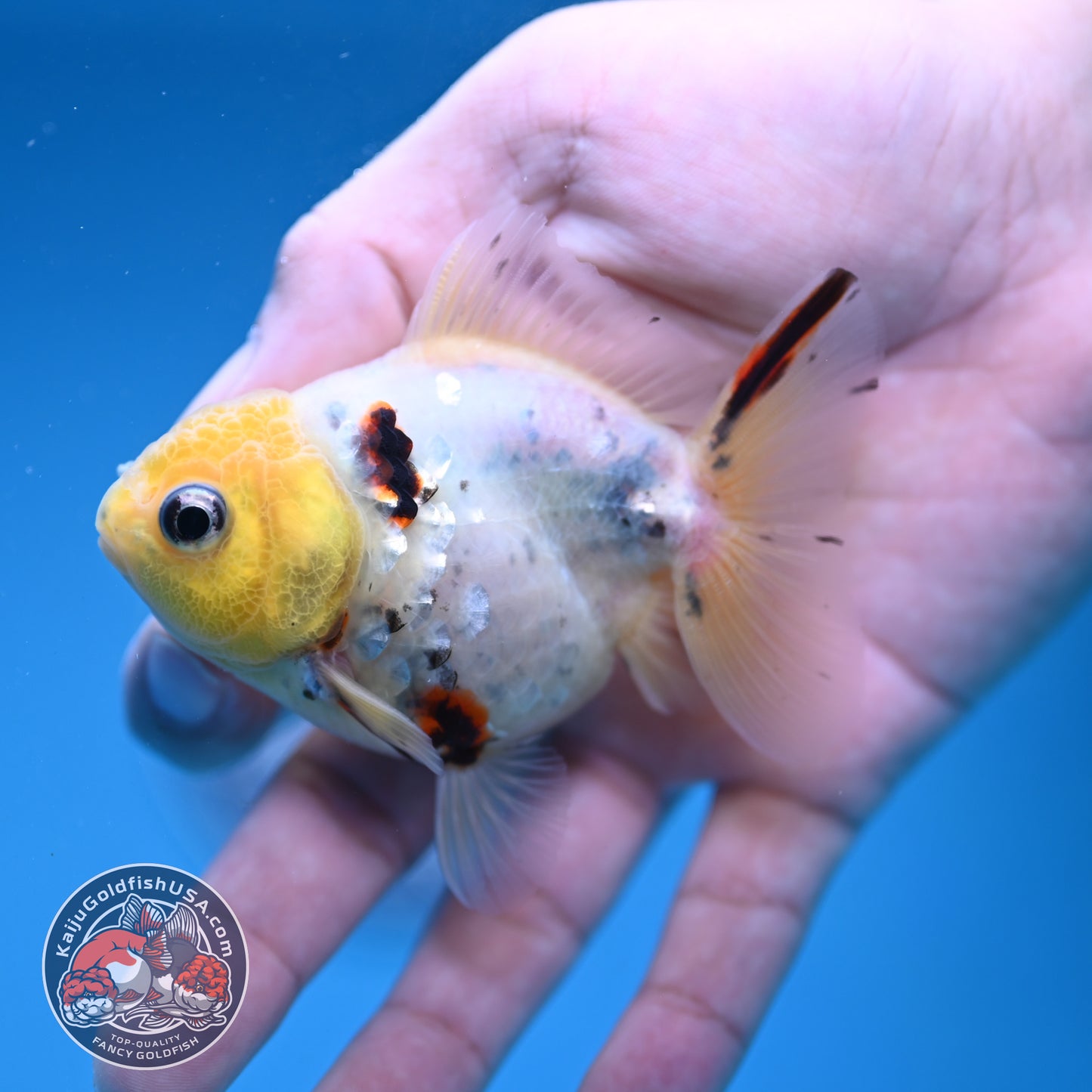 Juvenile Shogun Lemon Head Oranda 2.8 inch Body (251121_OR24)