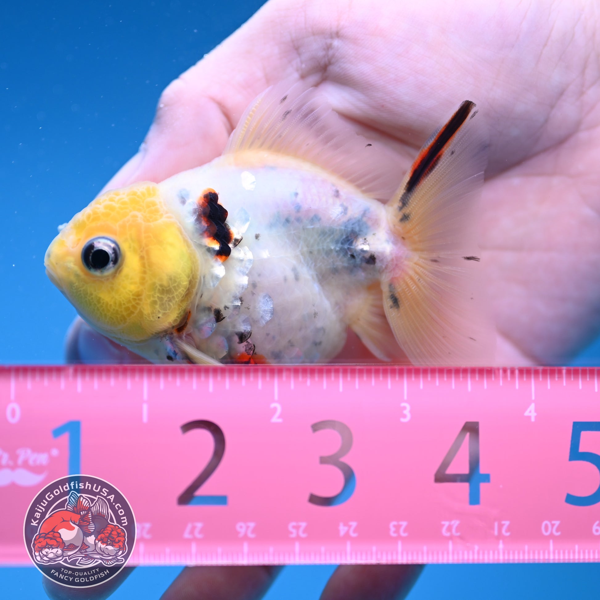 Juvenile Shogun Lemon Head Oranda 2.8 inch Body (251121_OR24)