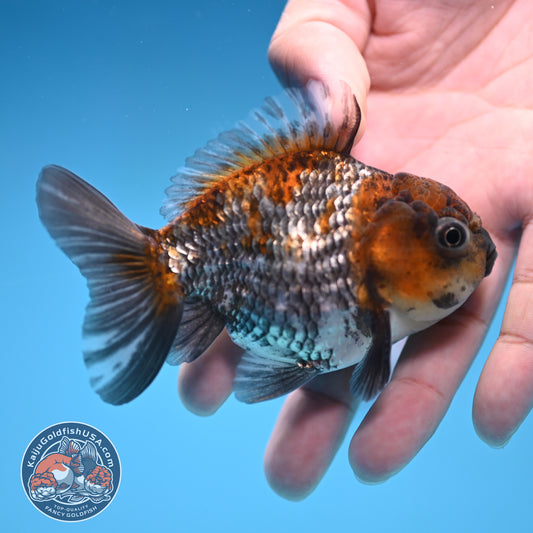 Juvenile Shogun Ochiba Oranda 3 inch Body (251017_OR13)