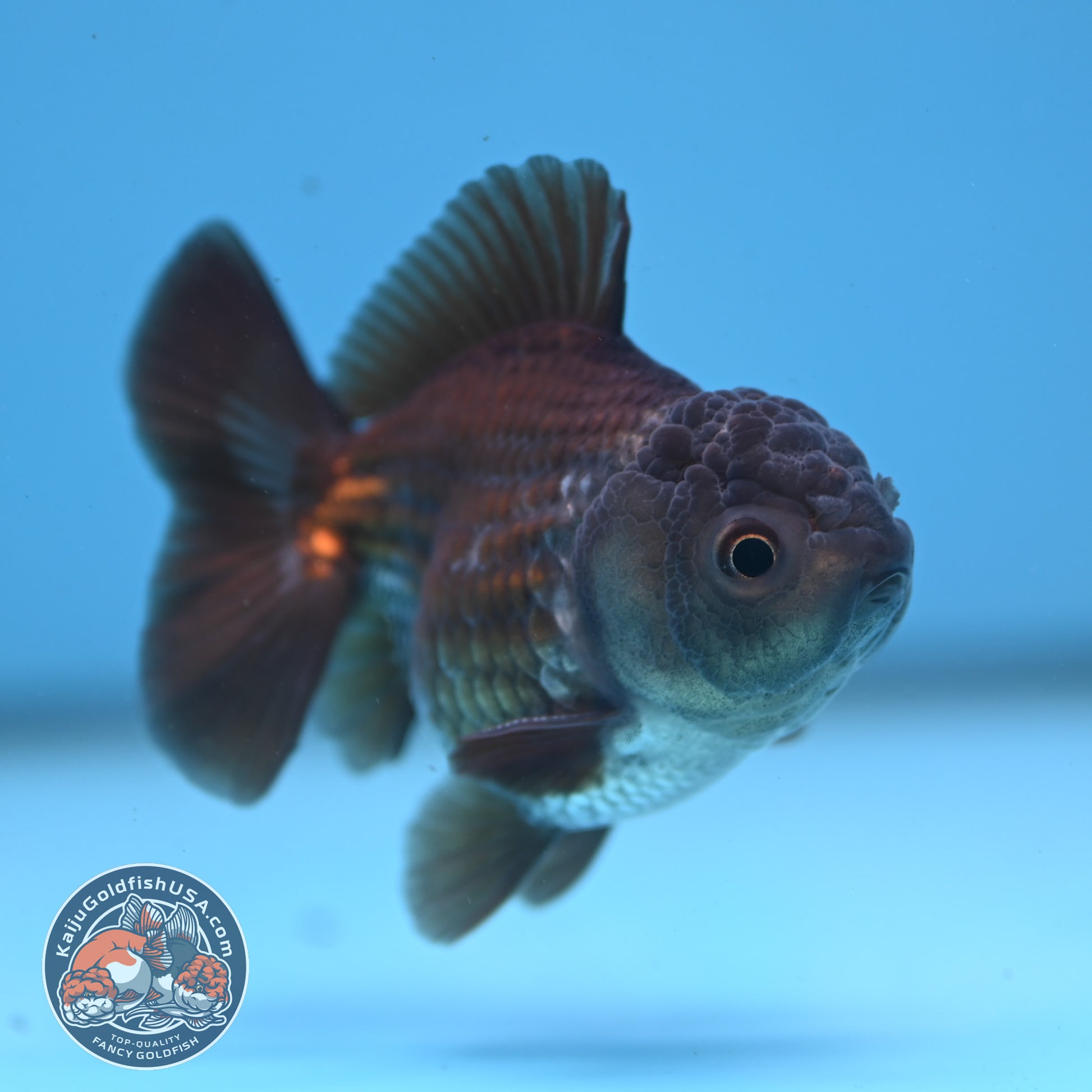 Juvenile Shogun Ochiba Oranda 3 inch Body (251107_OR13)