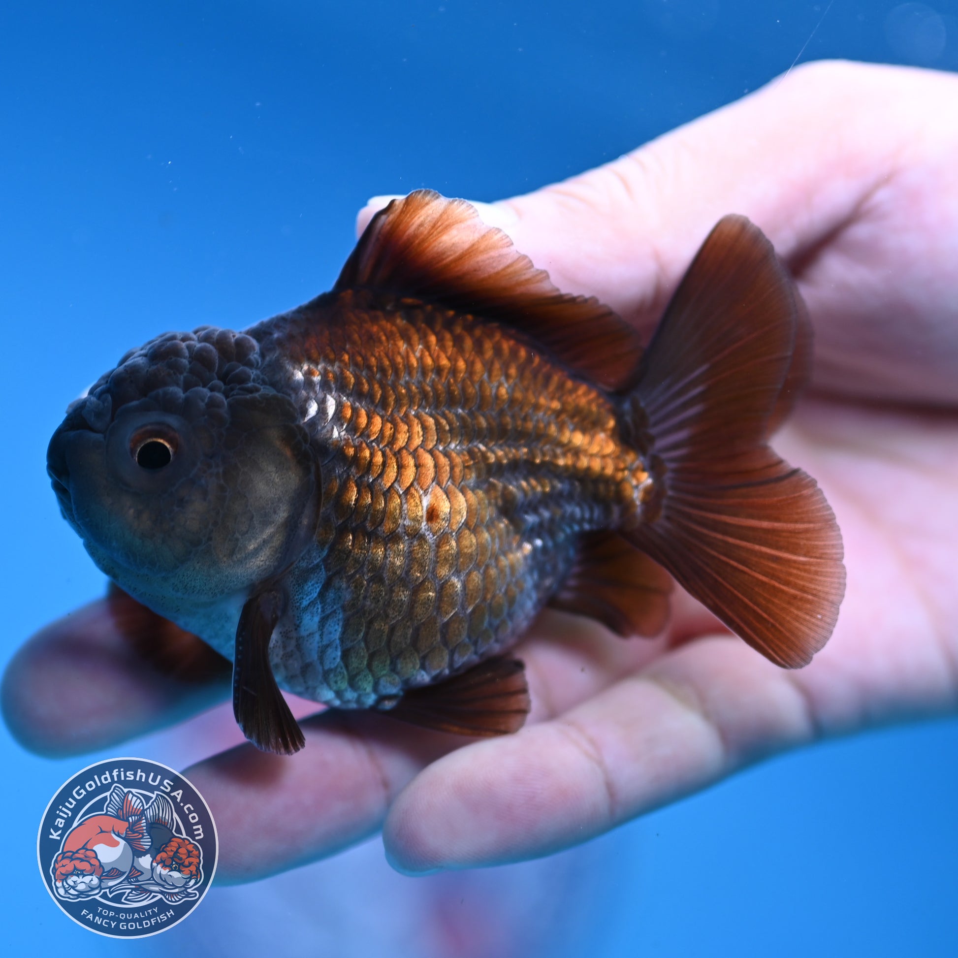 Juvenile Shogun Ochiba Oranda 3 inch Body (251107_OR13)