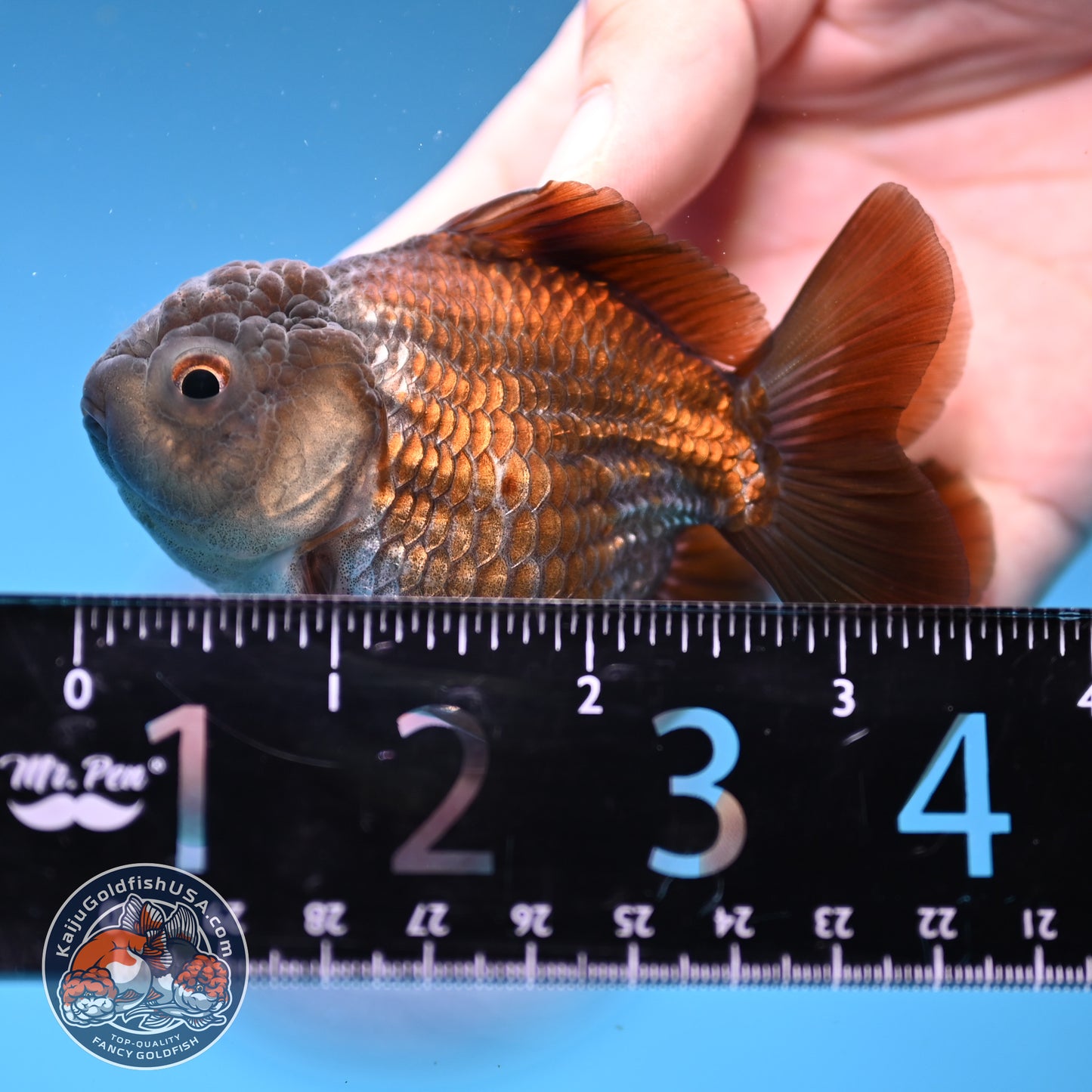 Juvenile Shogun Ochiba Oranda 3 inch Body (251107_OR13)