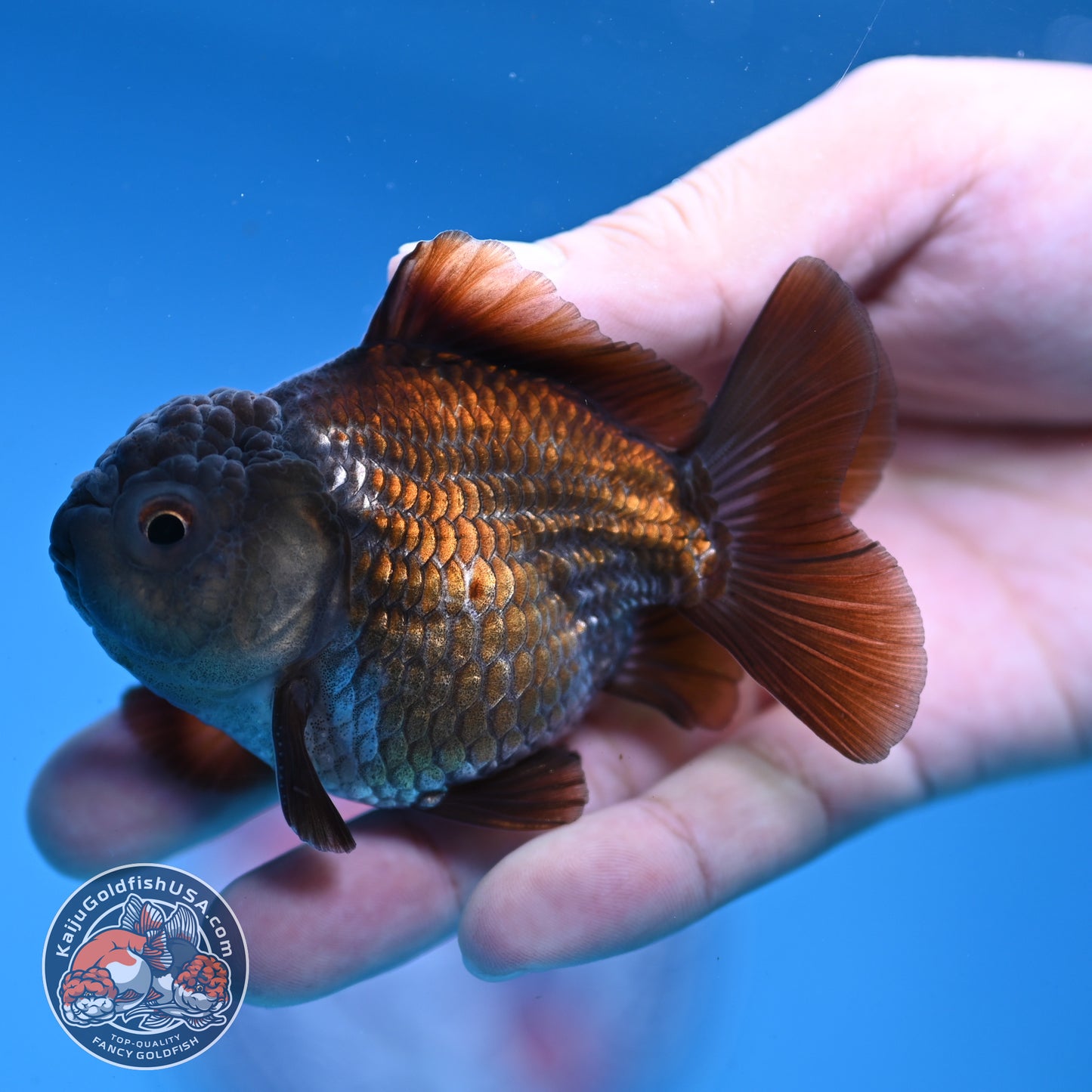 Juvenile Shogun Ochiba Oranda 3 inch Body (251107_OR13)