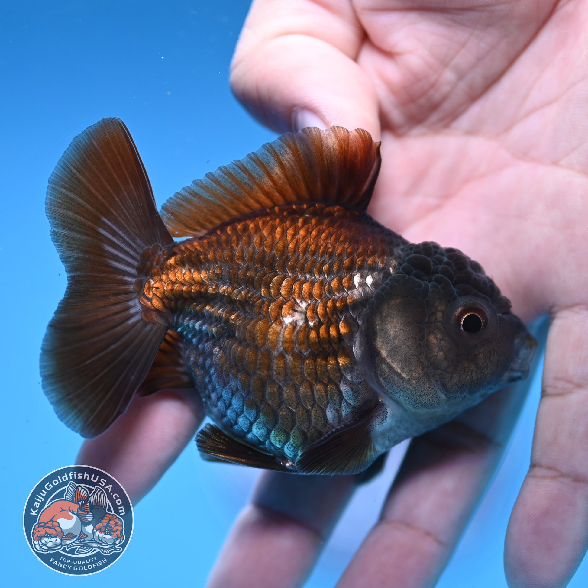 Juvenile Shogun Ochiba Oranda 3 inch Body (251107_OR13)