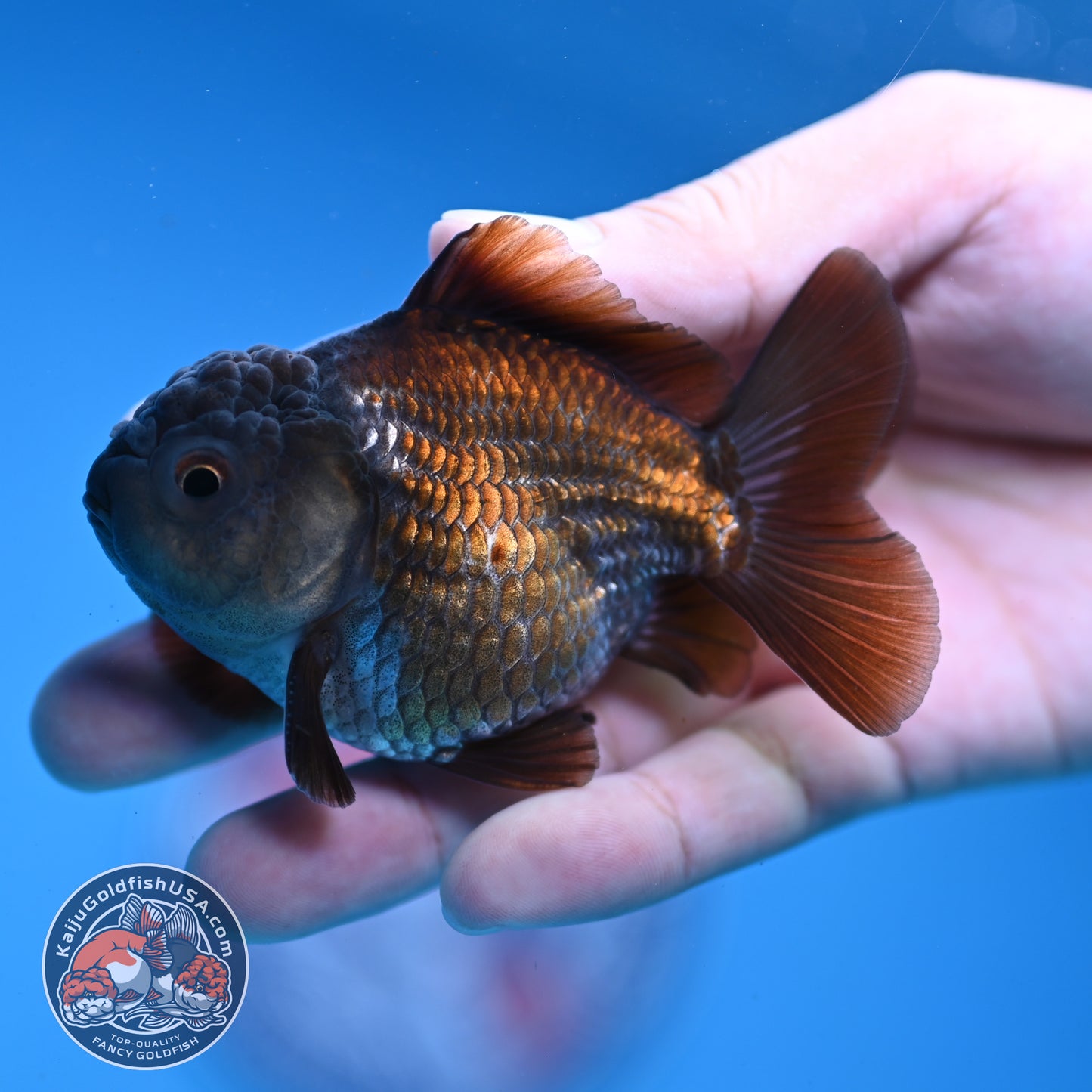 Juvenile Shogun Ochiba Oranda 3 inch Body (251107_OR13)