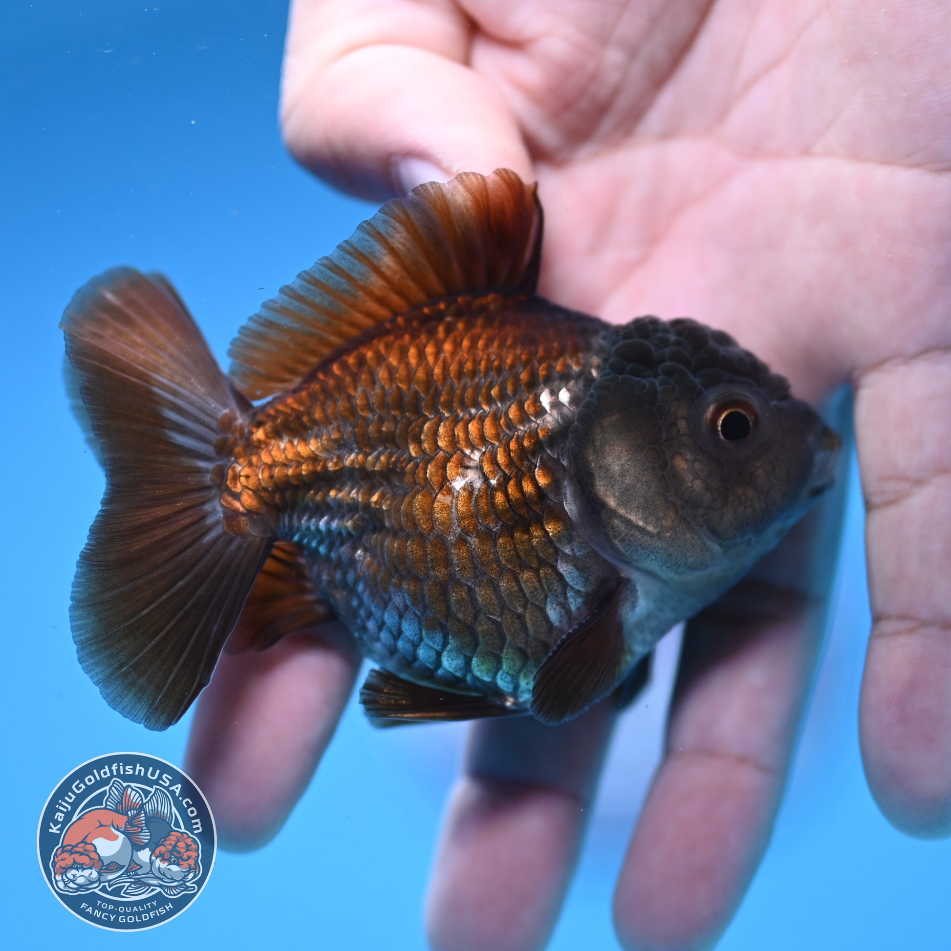 Juvenile Shogun Ochiba Oranda 3 inch Body (251107_OR13)