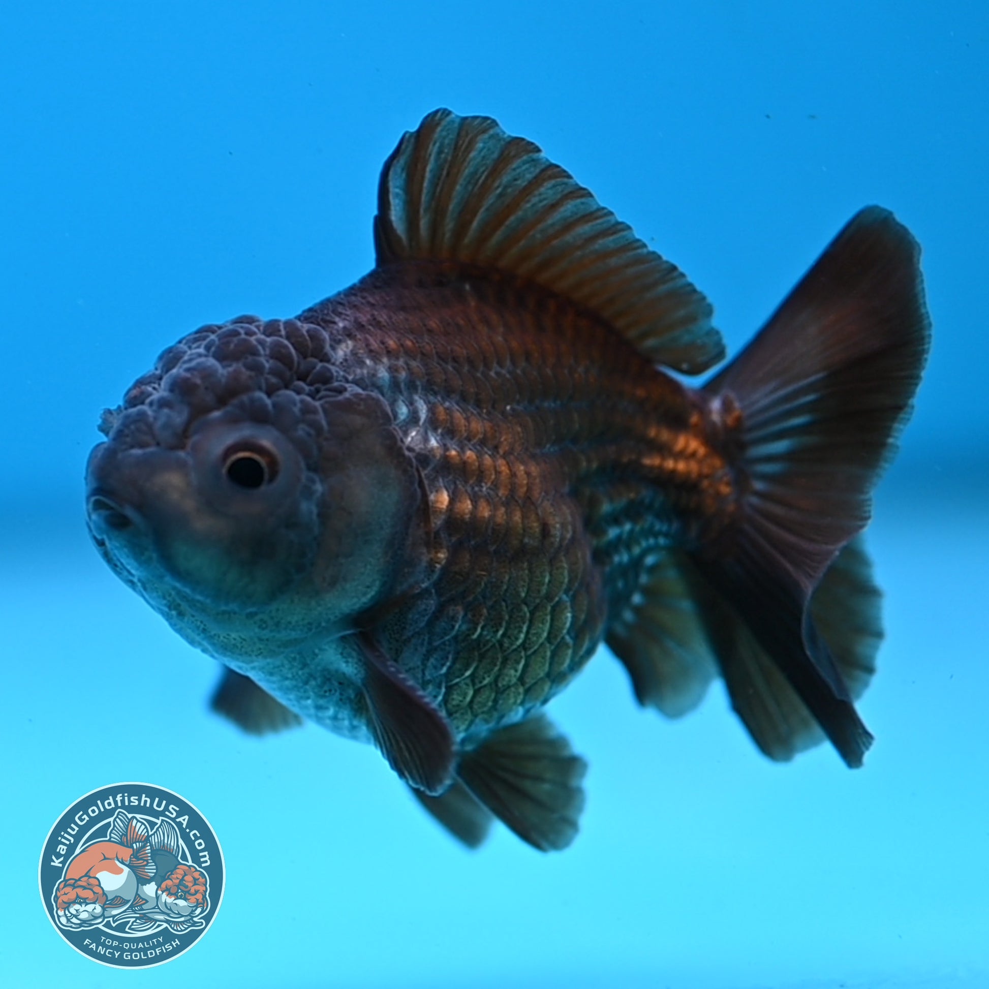 Juvenile Shogun Ochiba Oranda 3 inch Body (251107_OR13)