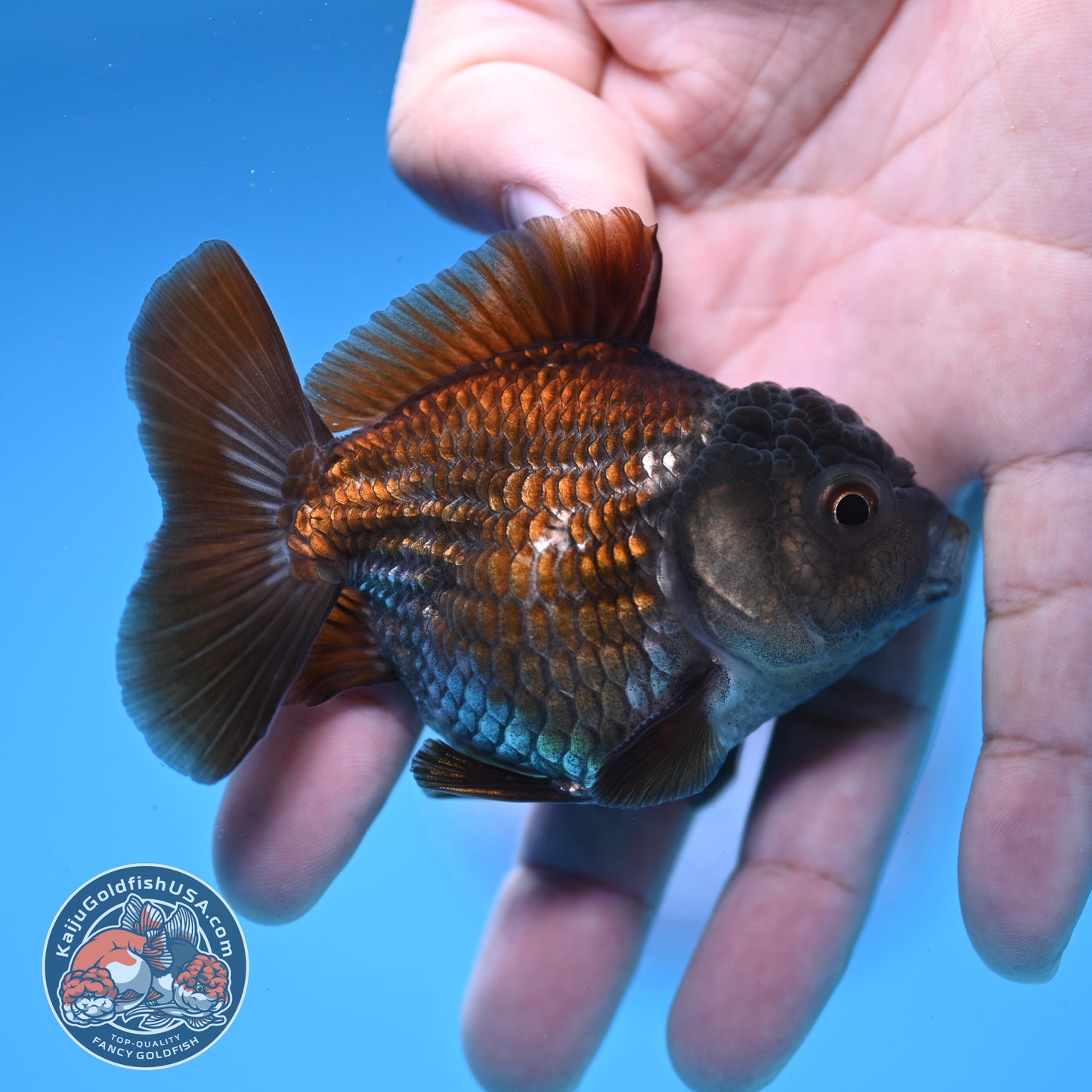 Juvenile Shogun Ochiba Oranda 3 inch Body (251107_OR13)