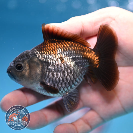 Juvenile Shogun Ochiba Oranda 3.25 inch Body (251017_OR16)