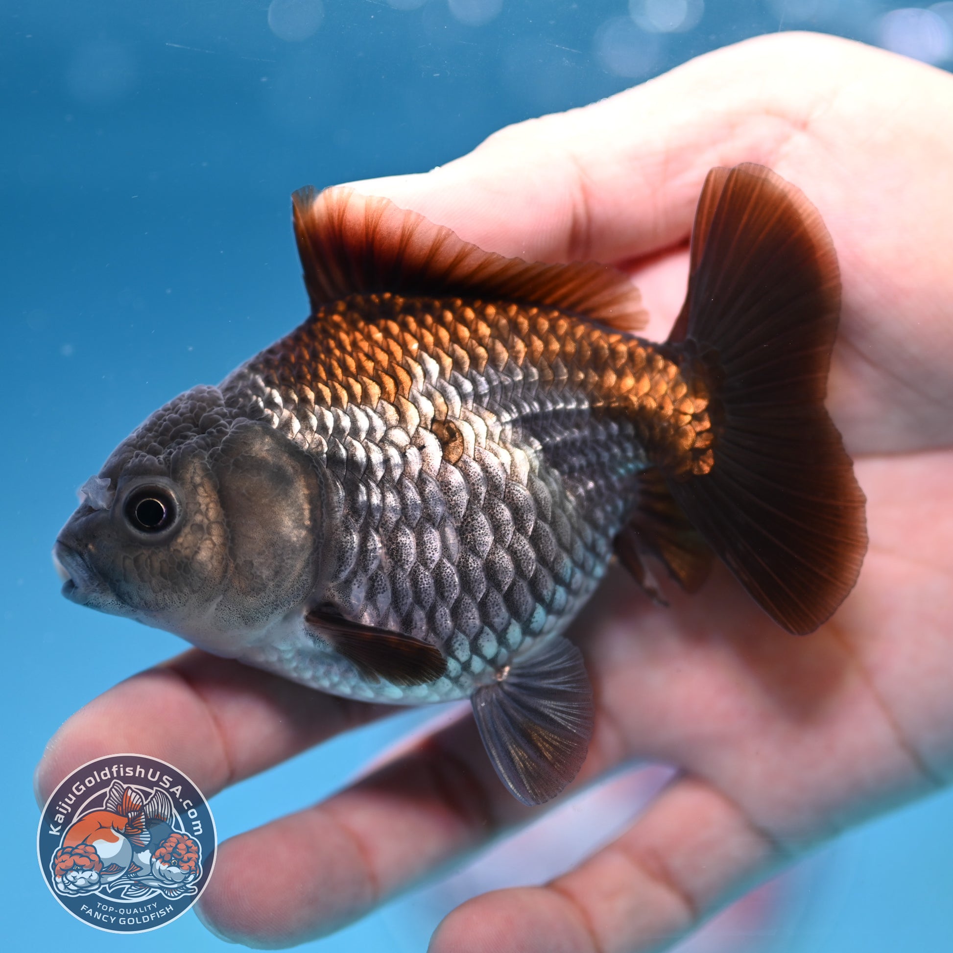 Juvenile Shogun Ochiba Oranda 3.25 inch Body (251017_OR16)