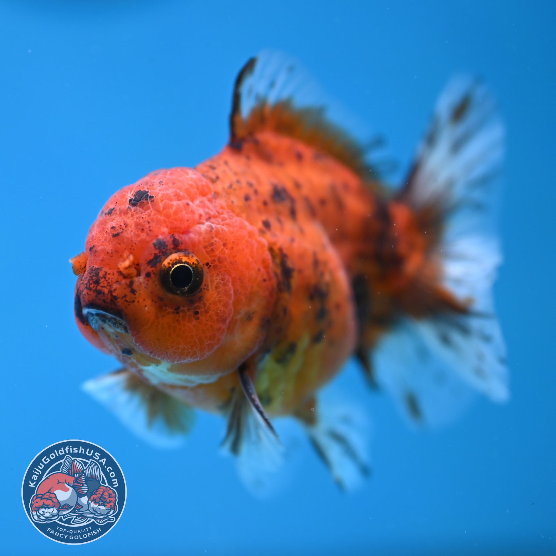 Juvenile Shogun Tiger Oranda 2.8 inch Body (251121_OR22)