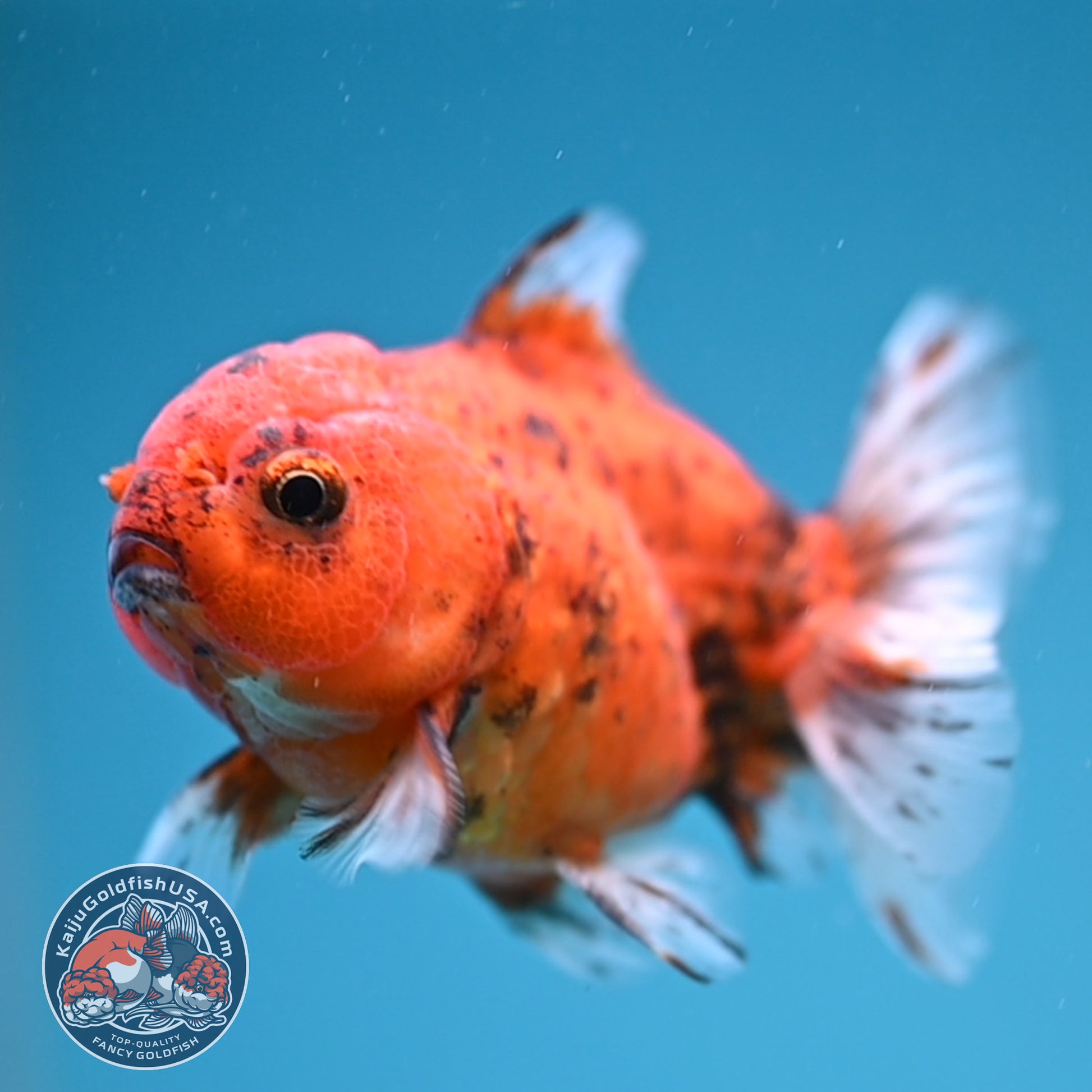 Juvenile Shogun Tiger Oranda 2.8 inch Body (251121_OR22)