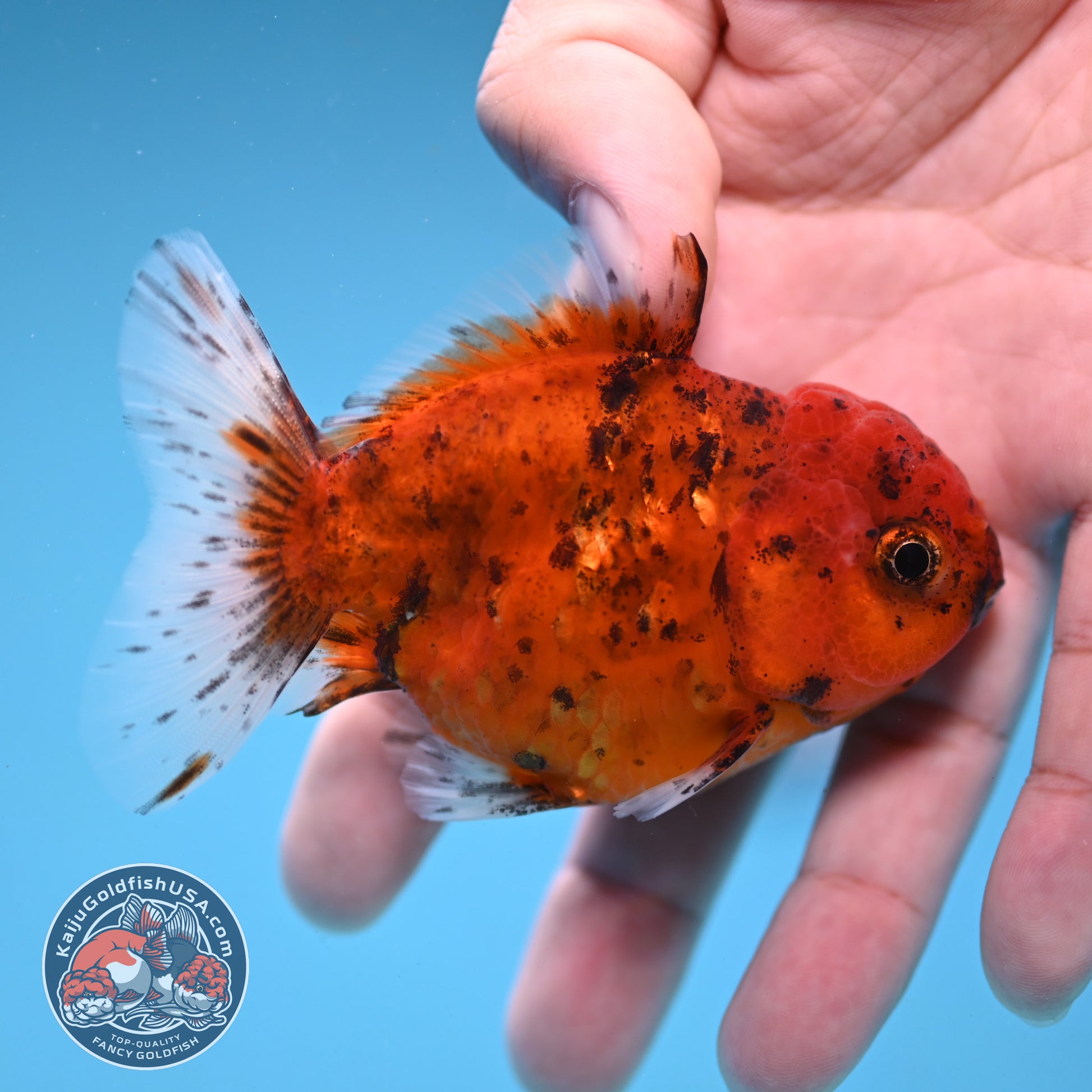 Juvenile Shogun Tiger Oranda 2.8 inch Body (251121_OR22)